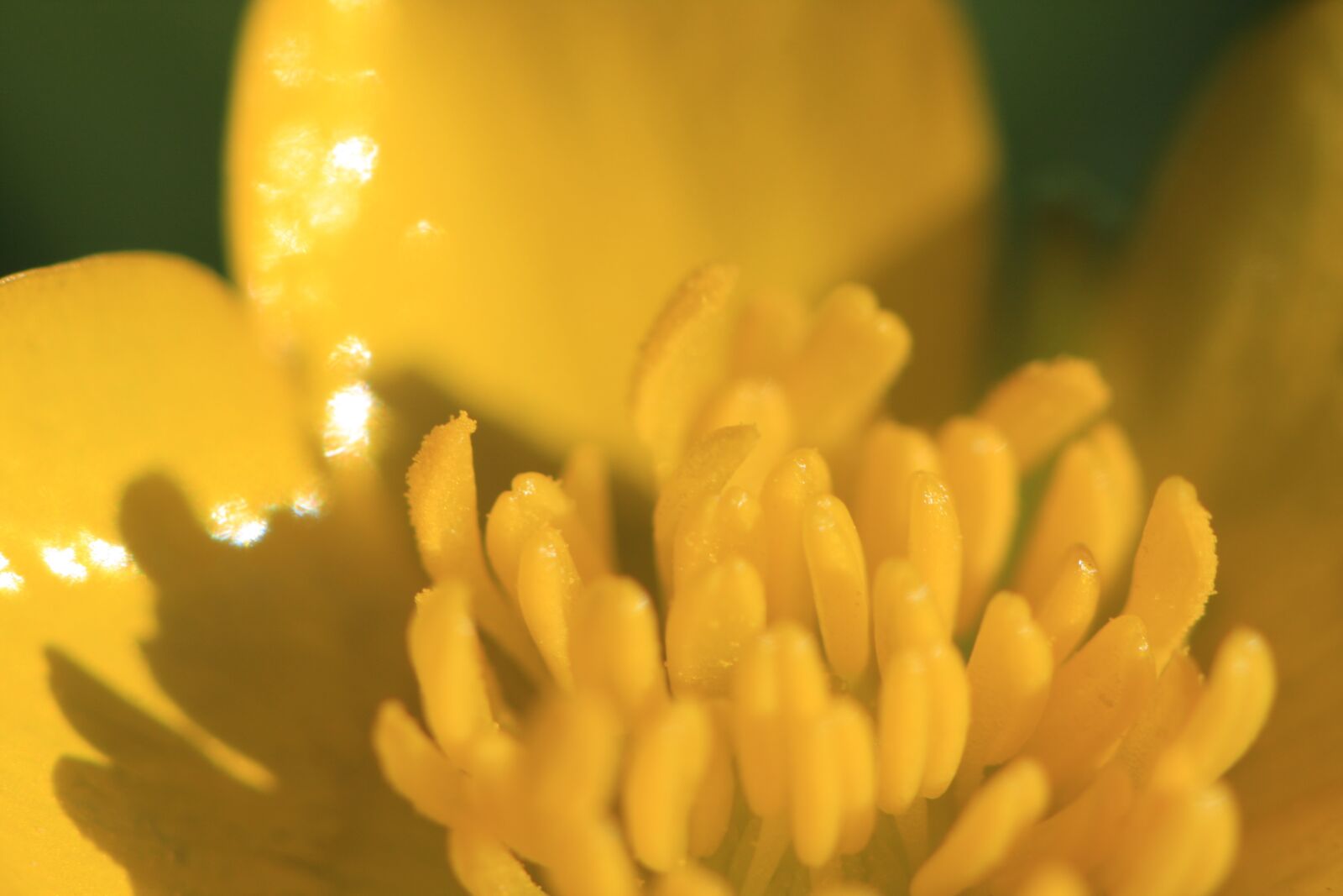 Canon EOS 40D sample photo. Flower, blossom, bloom photography