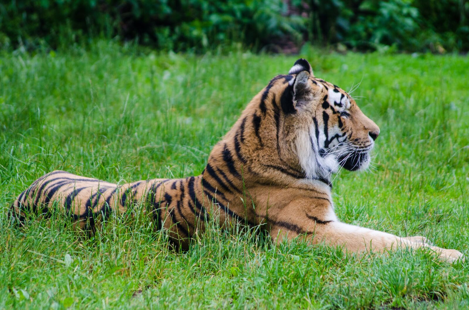 Nikon D7000 sample photo. Tiger, grass, mammal photography
