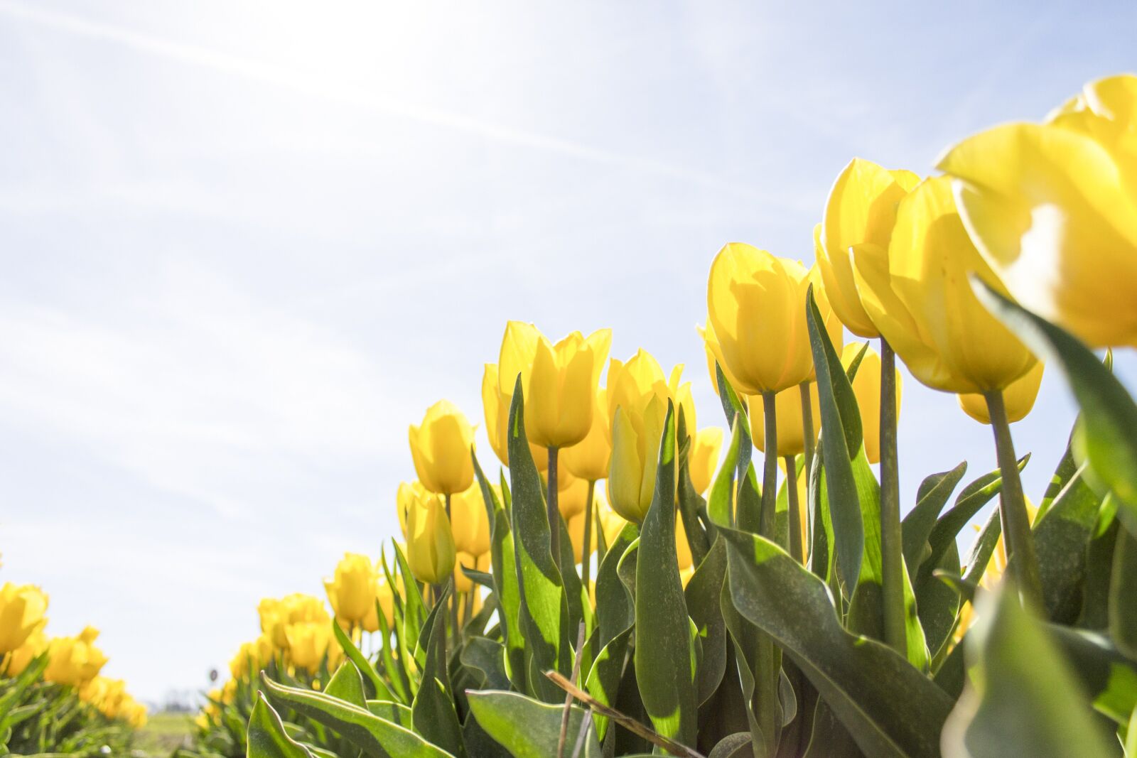 Canon EOS 1100D (EOS Rebel T3 / EOS Kiss X50) sample photo. Tulips, netherlands, flowers photography