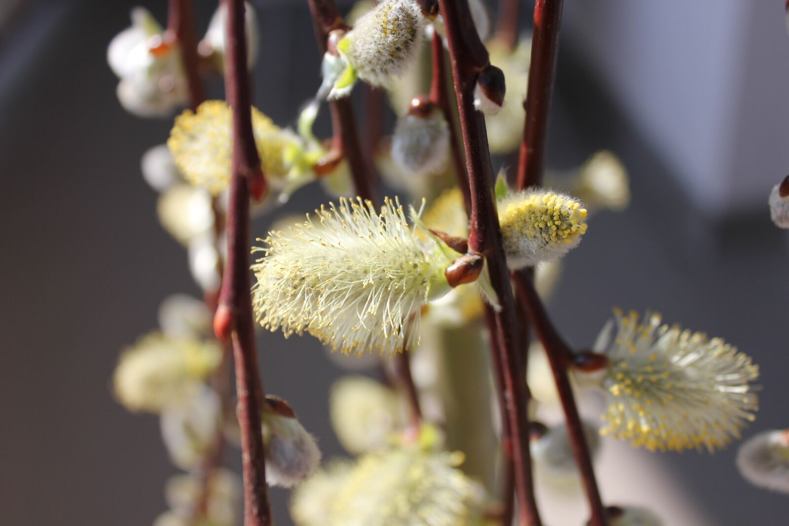 Canon EOS 550D (EOS Rebel T2i / EOS Kiss X4) sample photo. Flower, nature, spring photography