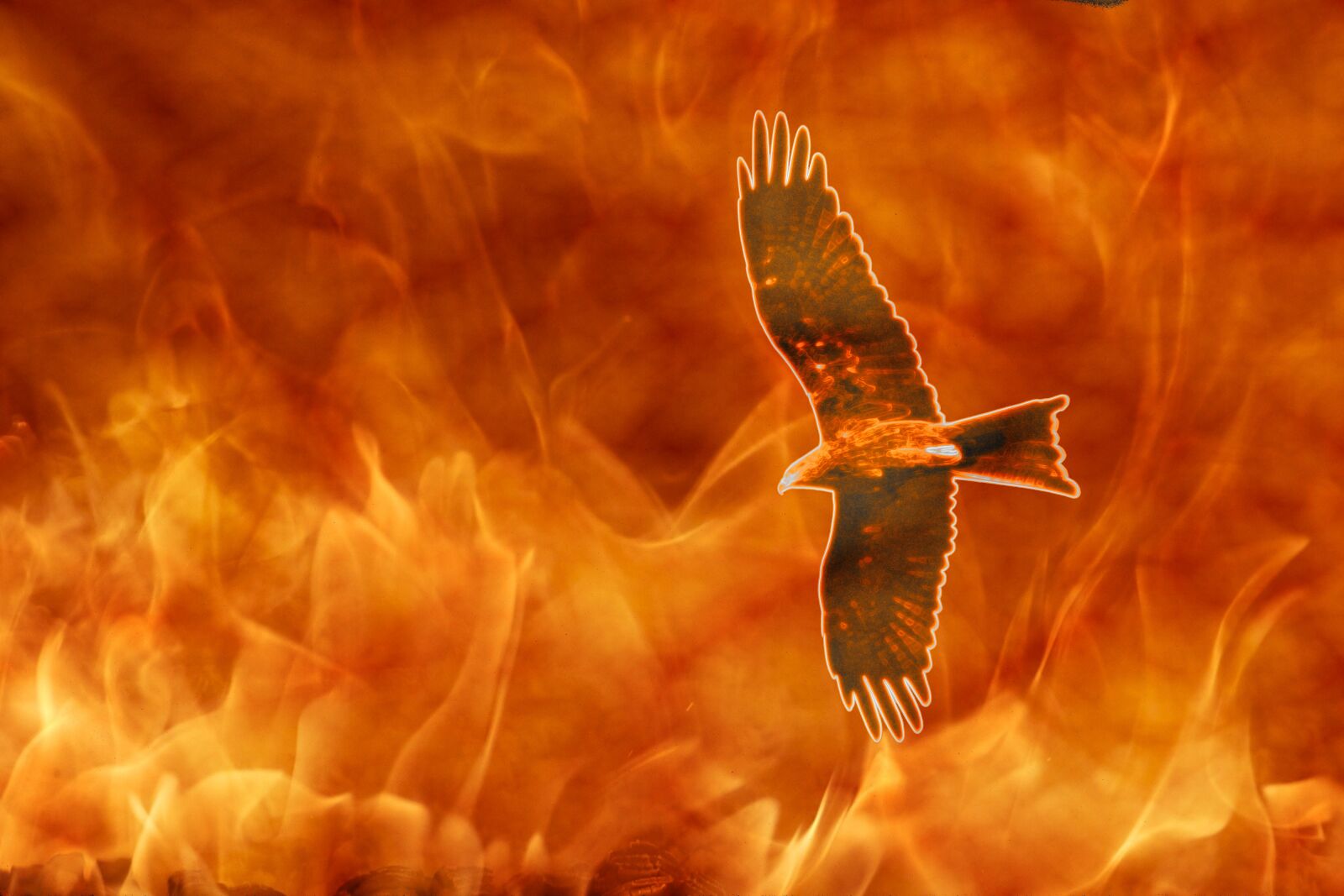 Nikon D5600 sample photo. Kite on fire, raptor photography