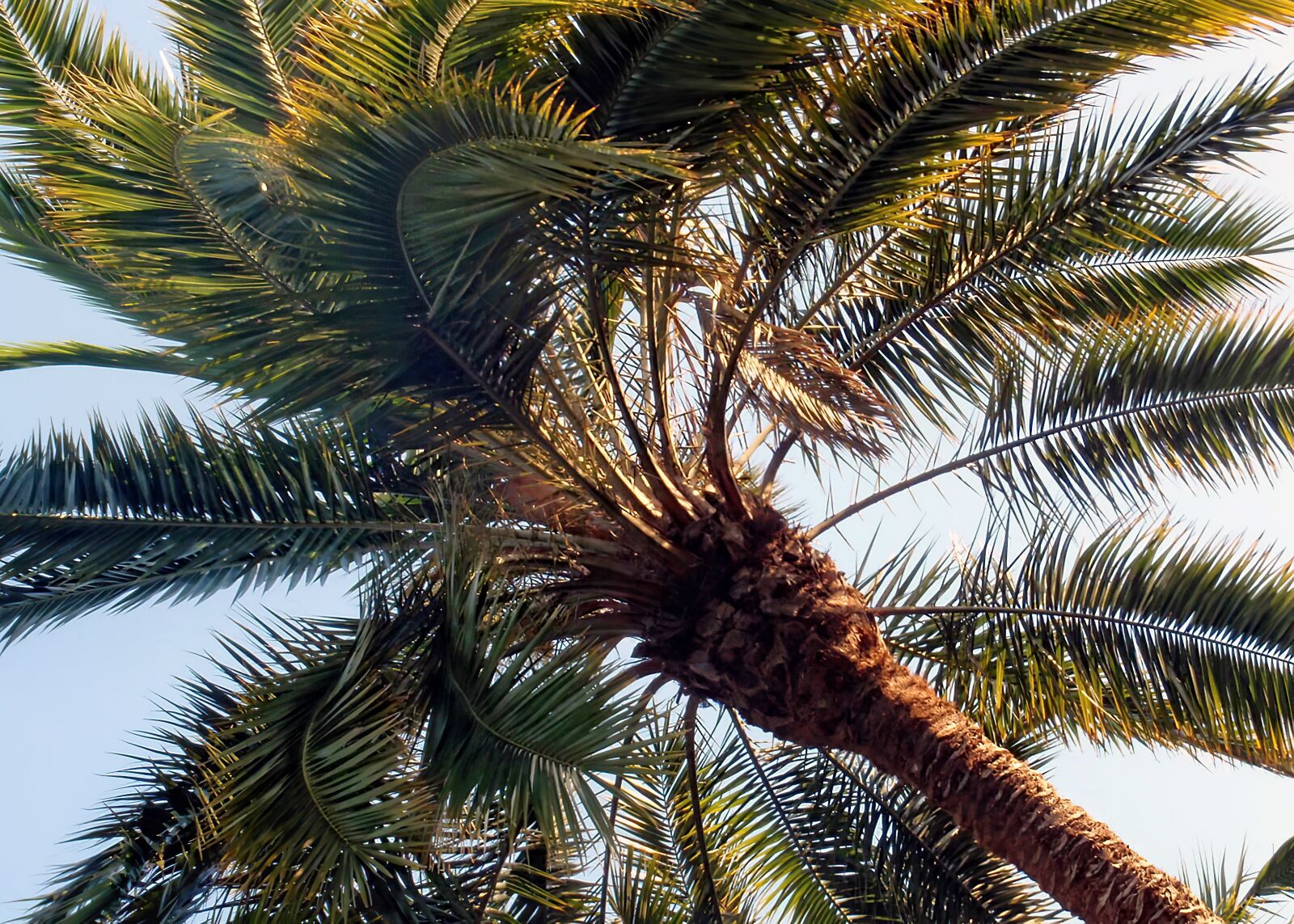 Olympus u9000,S9000 sample photo. Tree, palm, palm tree photography