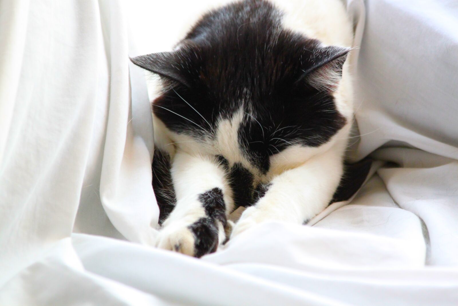 Canon EOS 500D (EOS Rebel T1i / EOS Kiss X3) sample photo. Cute, animal, domestic photography