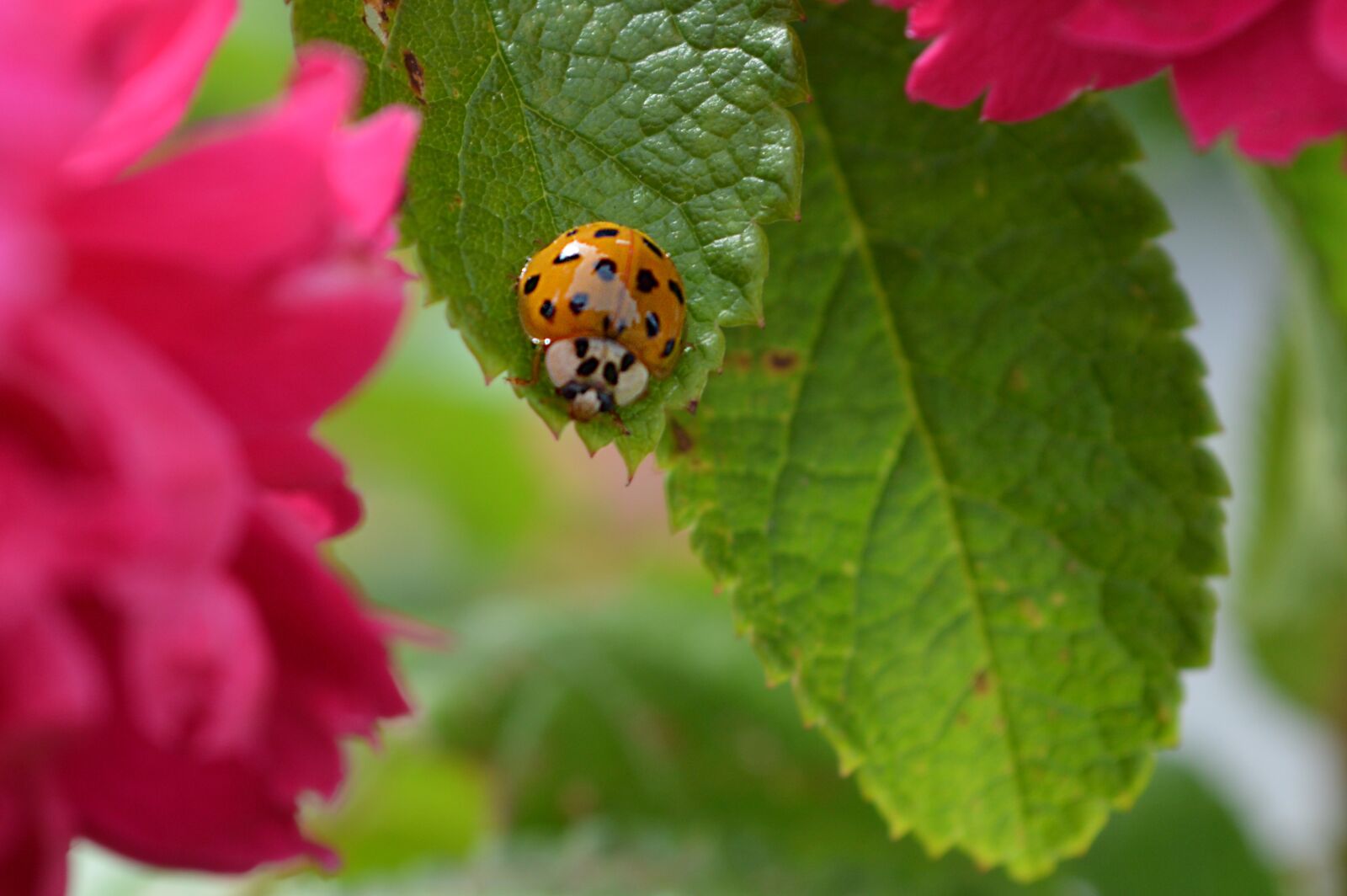 Nikon D3200 sample photo. Ladybug, insect, leaf photography