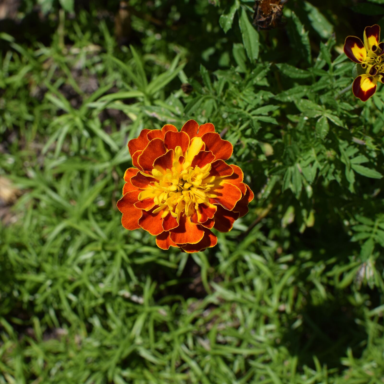 Nikon D3300 sample photo. Orange and yellow marigold photography