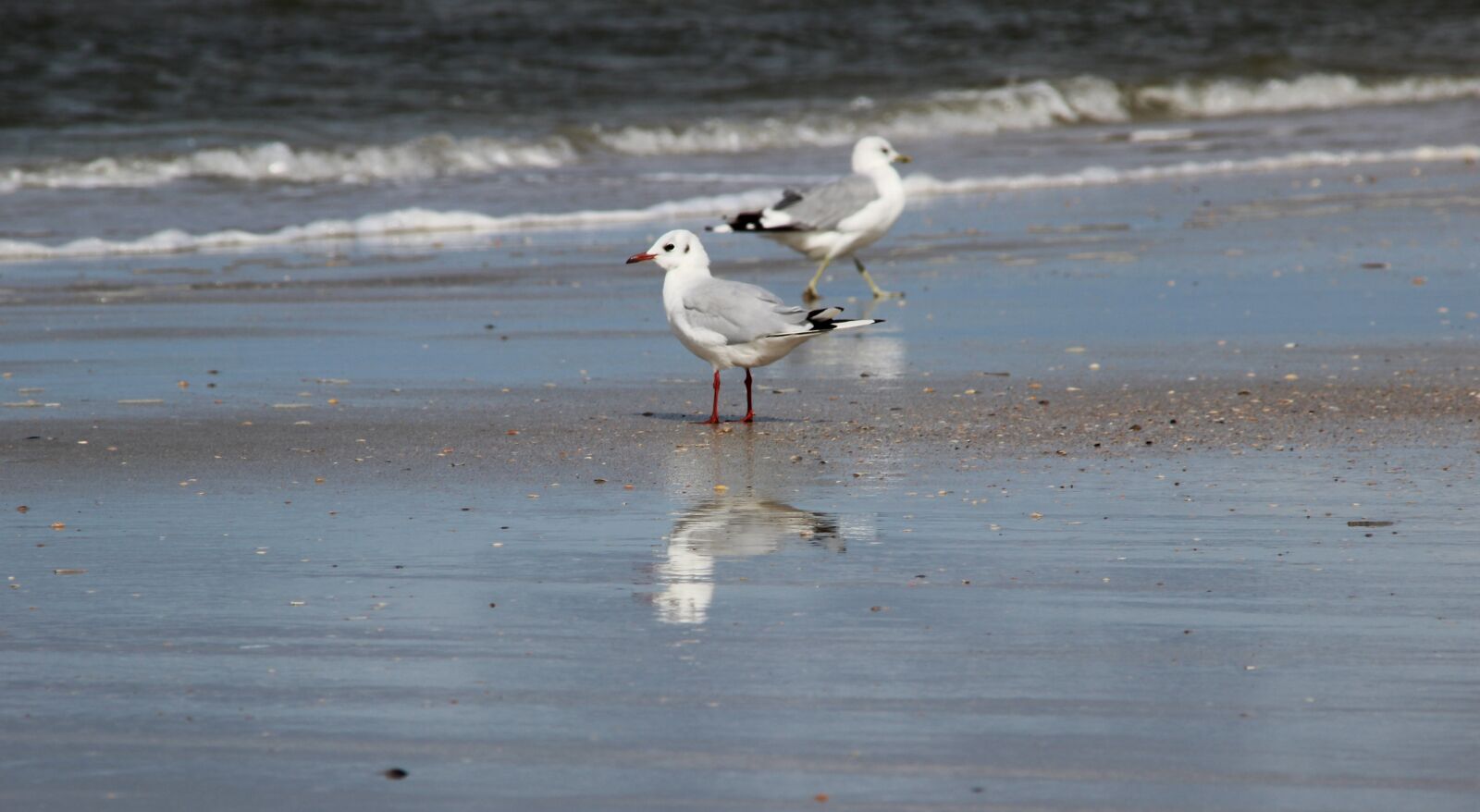 Canon EOS 600D (Rebel EOS T3i / EOS Kiss X5) + Canon TS-E 90mm F2.8 Tilt-Shift sample photo. Denmark, romo, beach photography