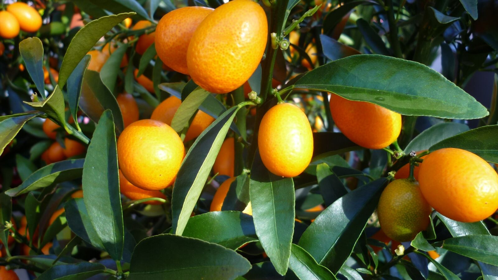 Panasonic Lumix DMC-FS6 sample photo. Fruit, orange, food photography