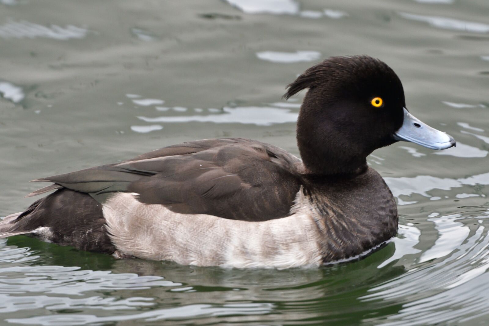 Nikon D500 sample photo. Bird, duck, wild animals photography
