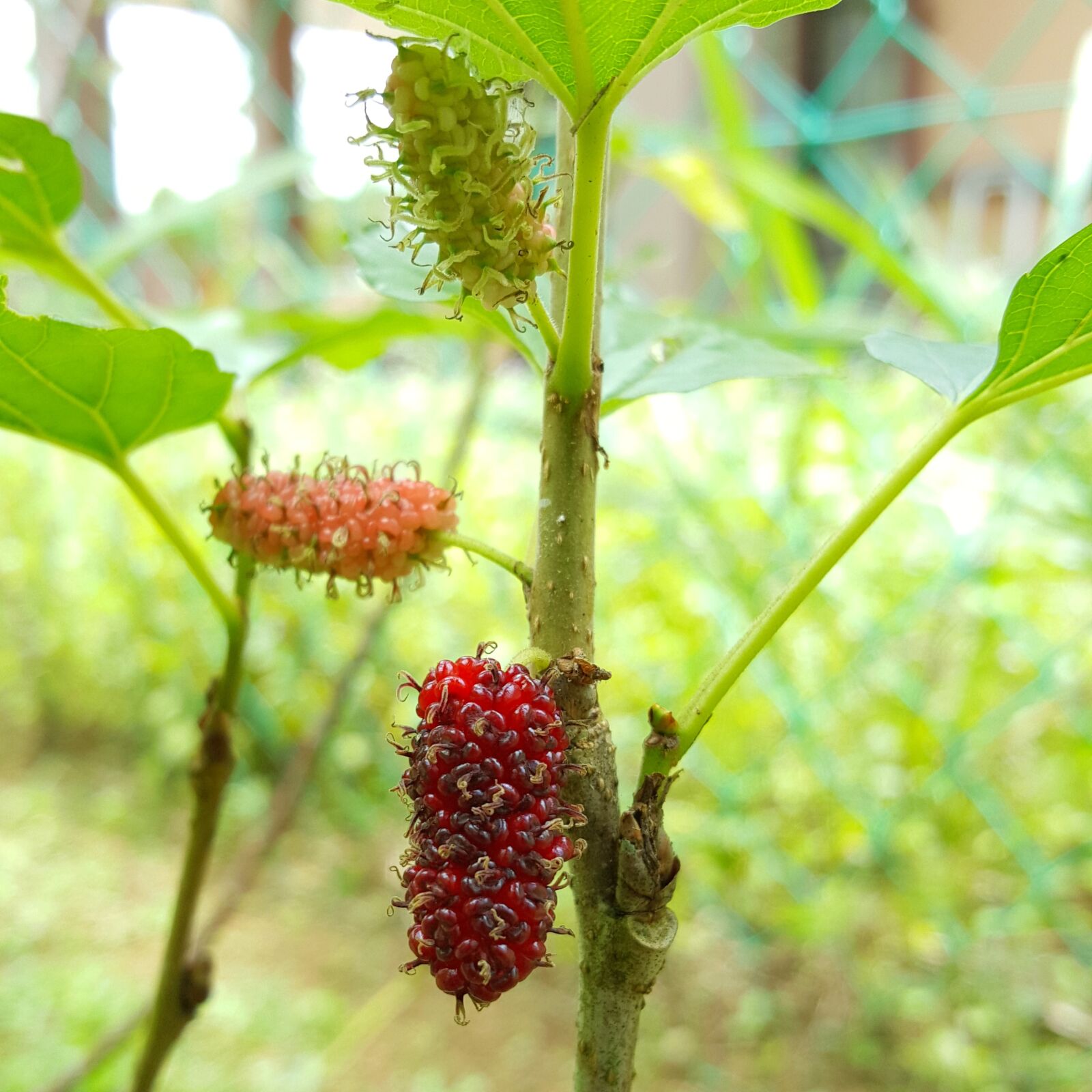 Samsung Galaxy S6 sample photo. Mulberry, food, healthy photography