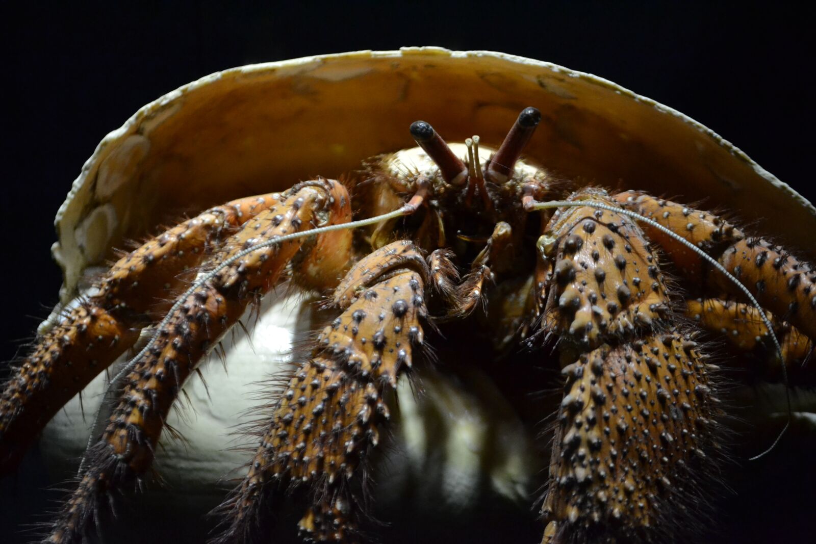 Nikon D3100 sample photo. Crab, sea, food photography