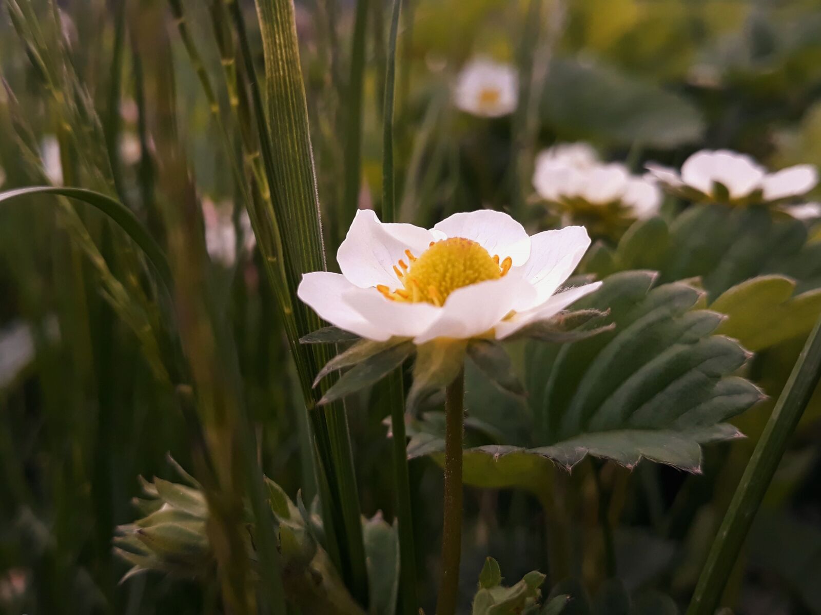 Samsung Galaxy J5 sample photo. Flower strawberries, strawberry, strawberries photography