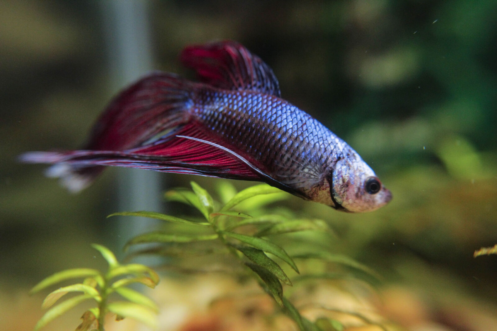 Canon EOS 1300D (EOS Rebel T6 / EOS Kiss X80) sample photo. Betta, bettafish, fish, fishlovers photography