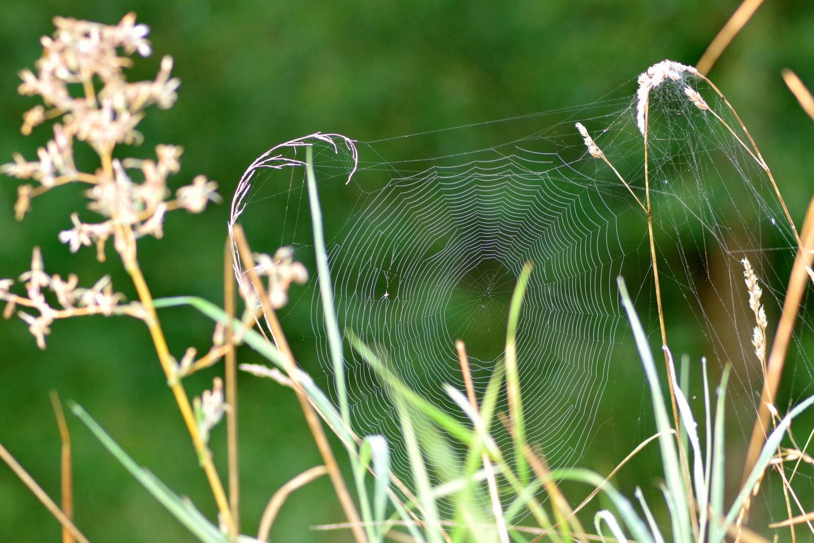 Pentax K-S2 sample photo. Cobweb, grass, spider photography