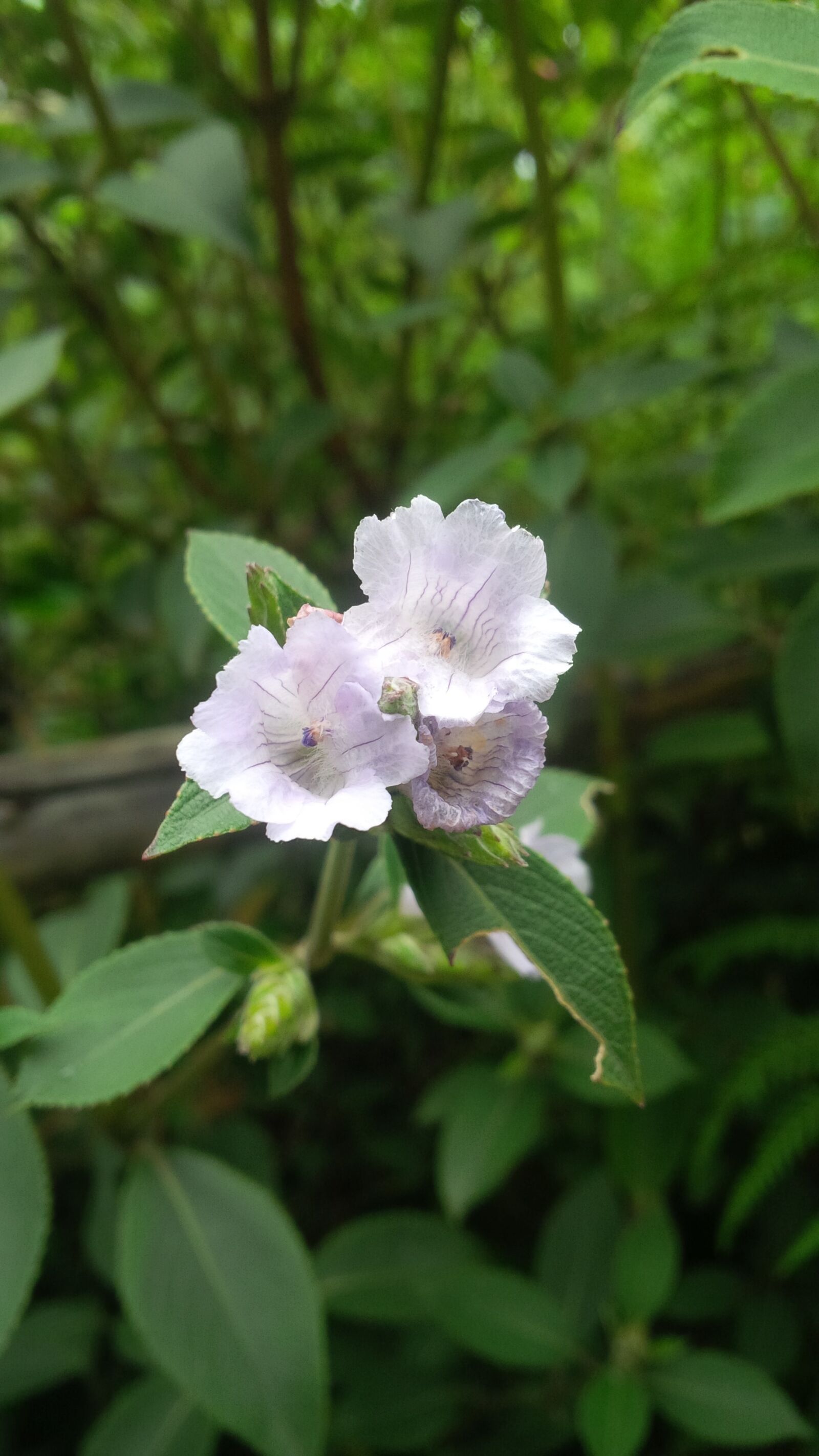 BlackBerry Z10 sample photo. Neelakurunji, kerala, munnar photography