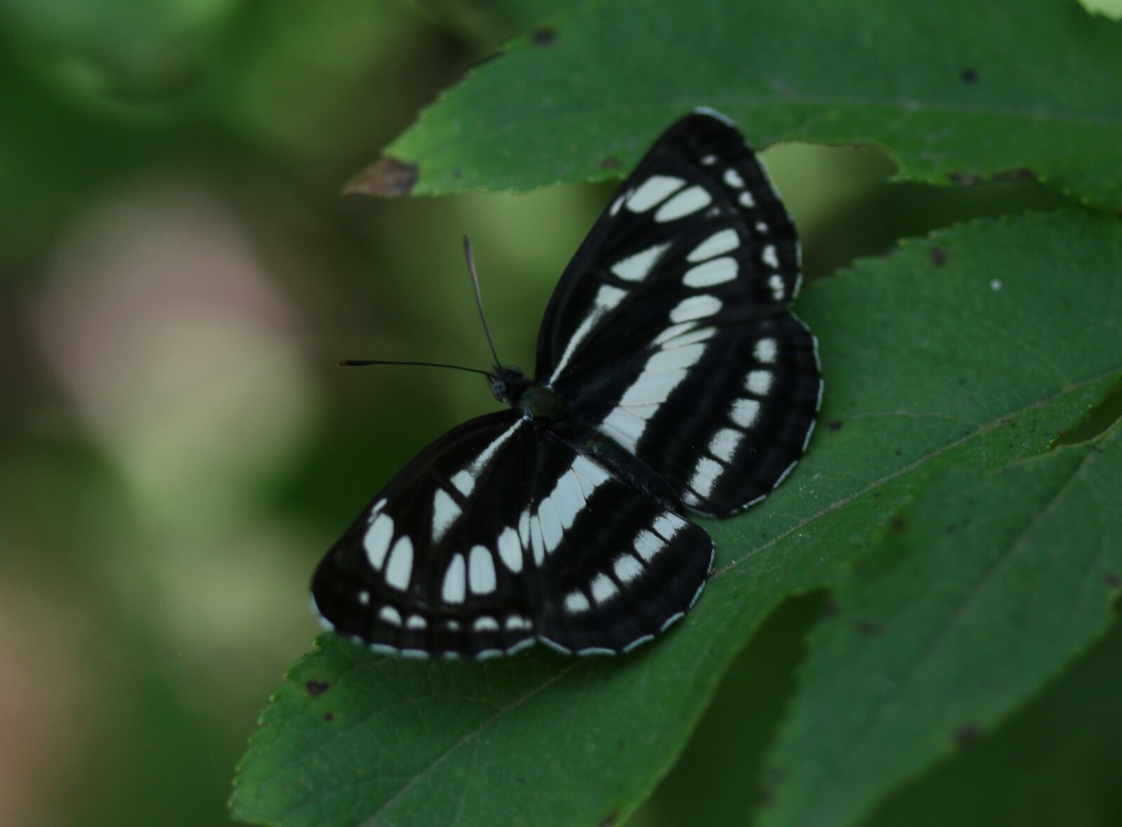 Canon EF-S 60mm F2.8 Macro USM sample photo. Butterfly, white, black photography