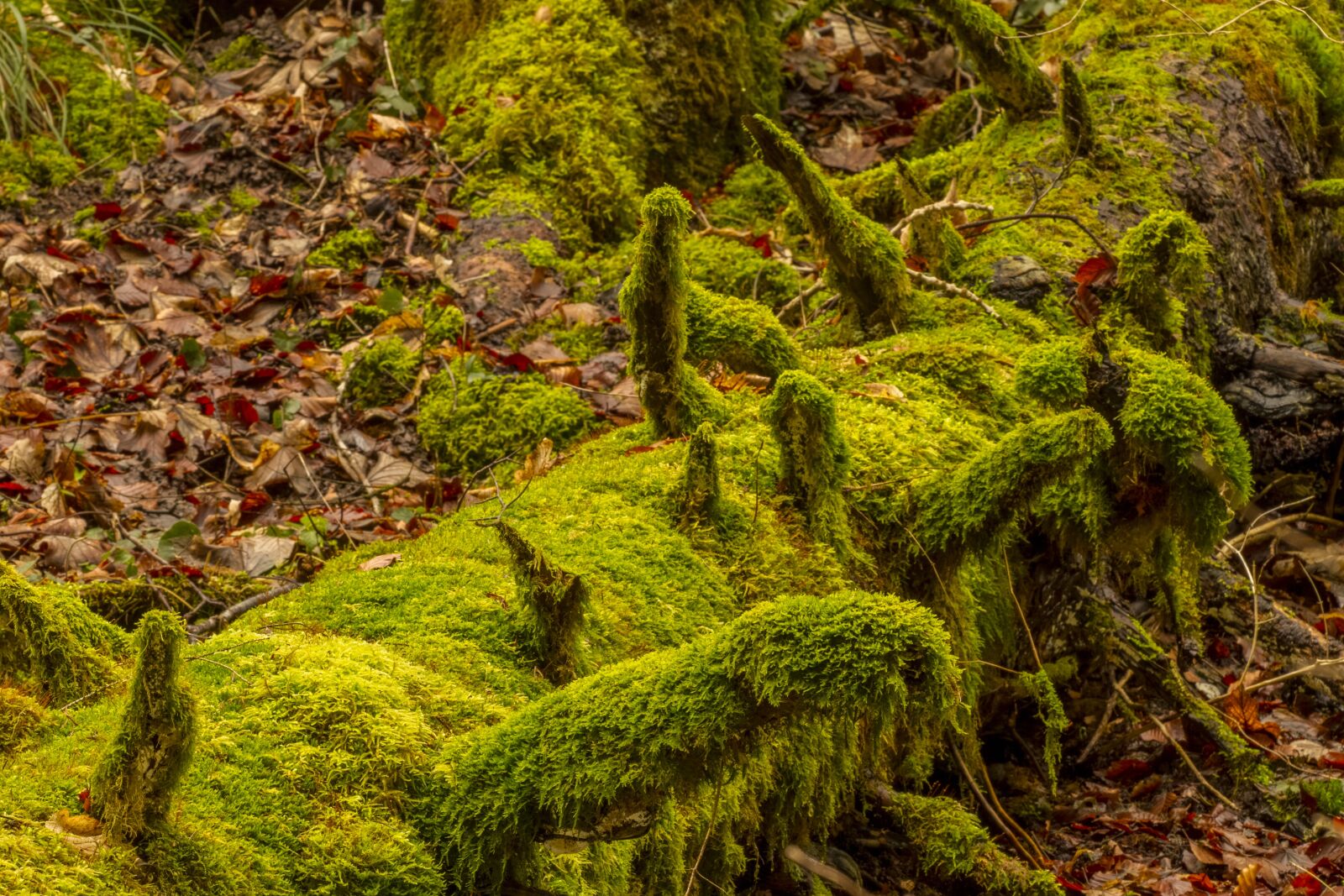 Canon EOS 7D sample photo. Moss, nature, wood photography