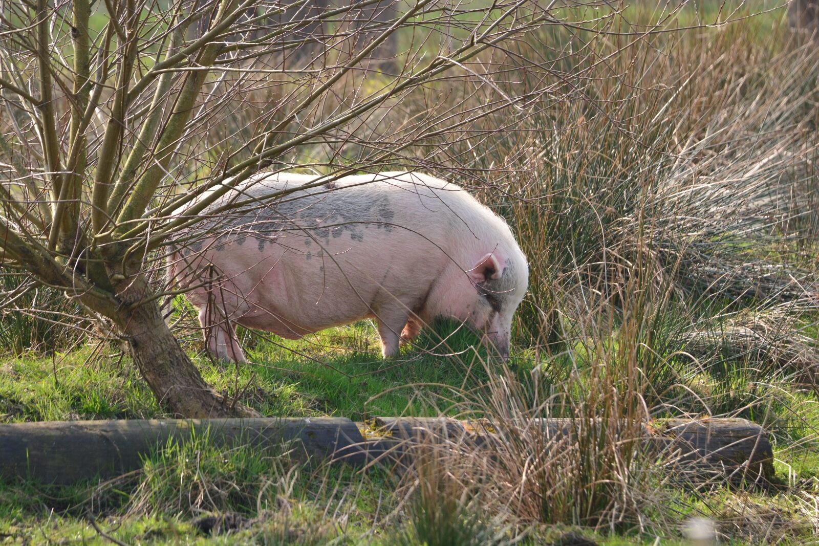 Nikon D5200 sample photo. Pig, happy pig, animals photography