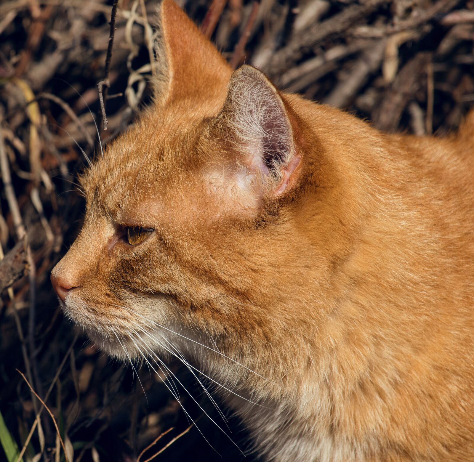 Canon EF-S 55-250mm F4-5.6 IS STM sample photo. Cat, domestic cat, pet photography