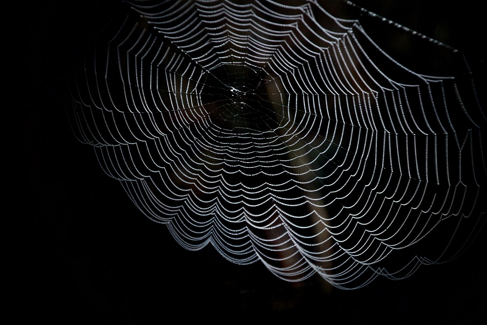 Canon EOS 650D (EOS Rebel T4i / EOS Kiss X6i) sample photo. Cobweb, web, spider photography