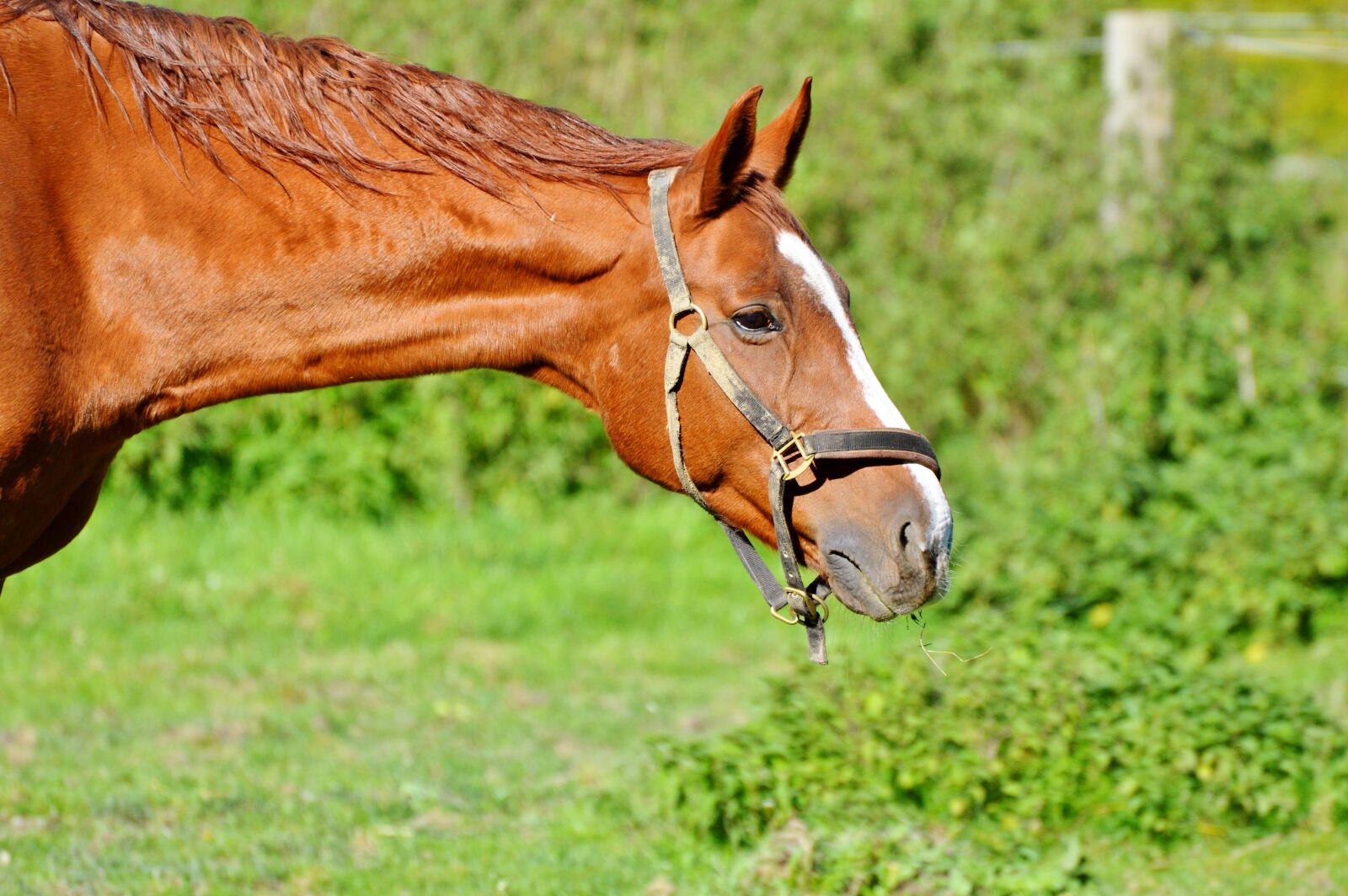 Nikon D3200 sample photo. Horse, ride, reiter photography