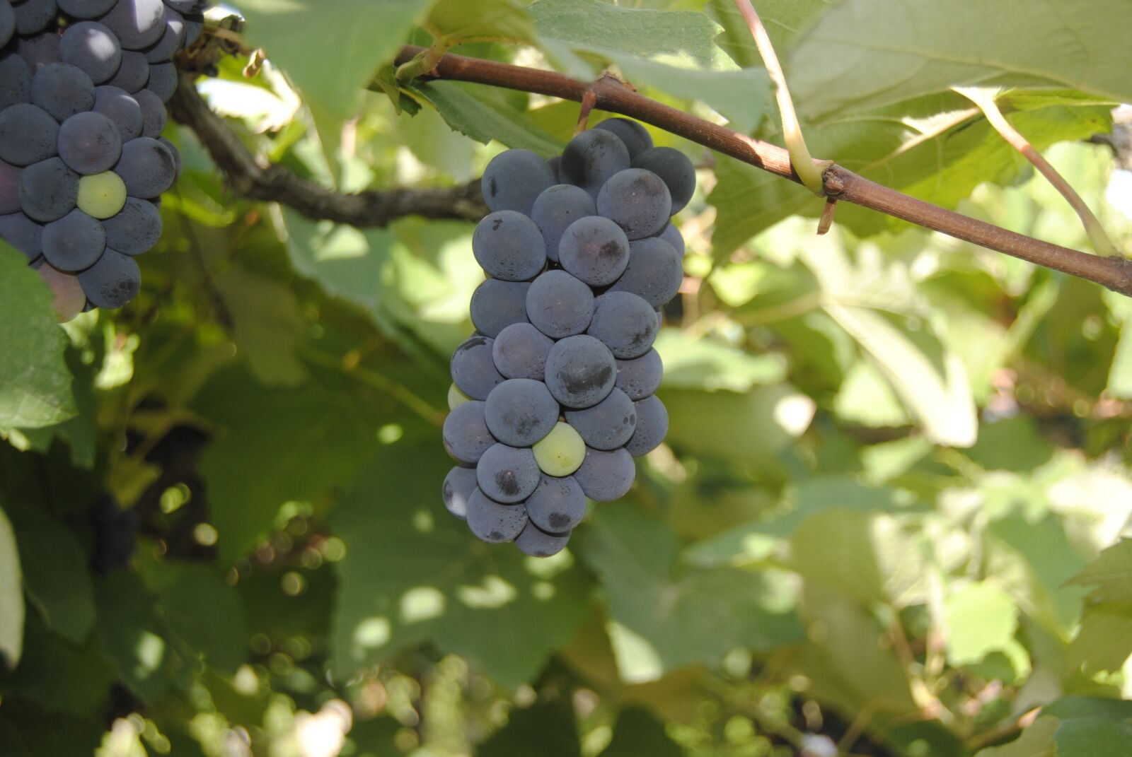Nikon D3000 sample photo. Grapes, purple, wine photography