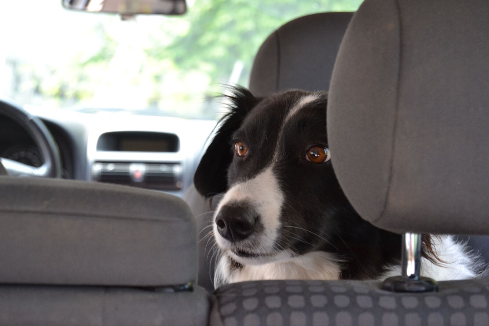 Nikon D3100 sample photo. Auto, dog, sit photography