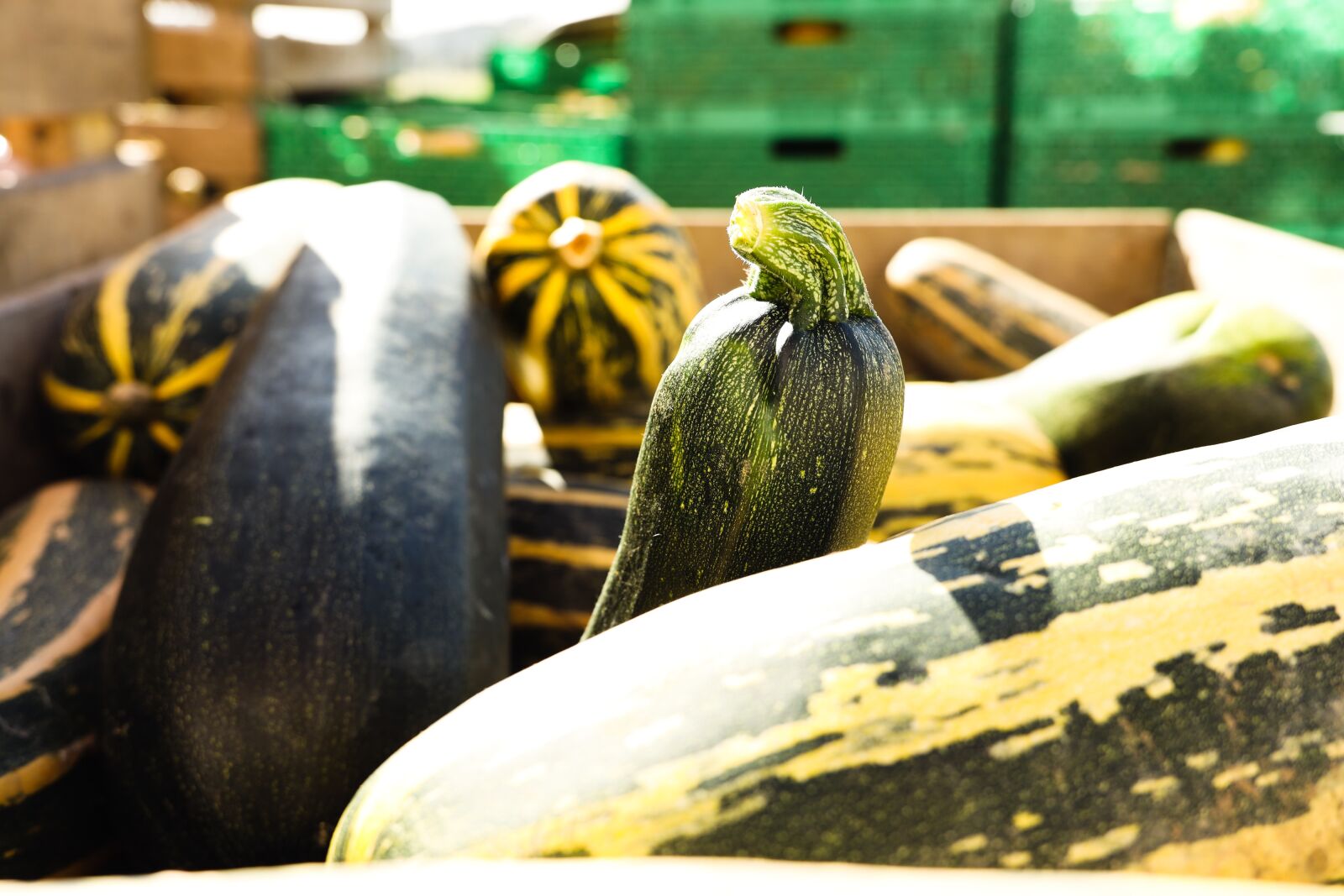 Canon RF 24-240mm F4-6.3 IS USM sample photo. Vegetables, squash, store photography