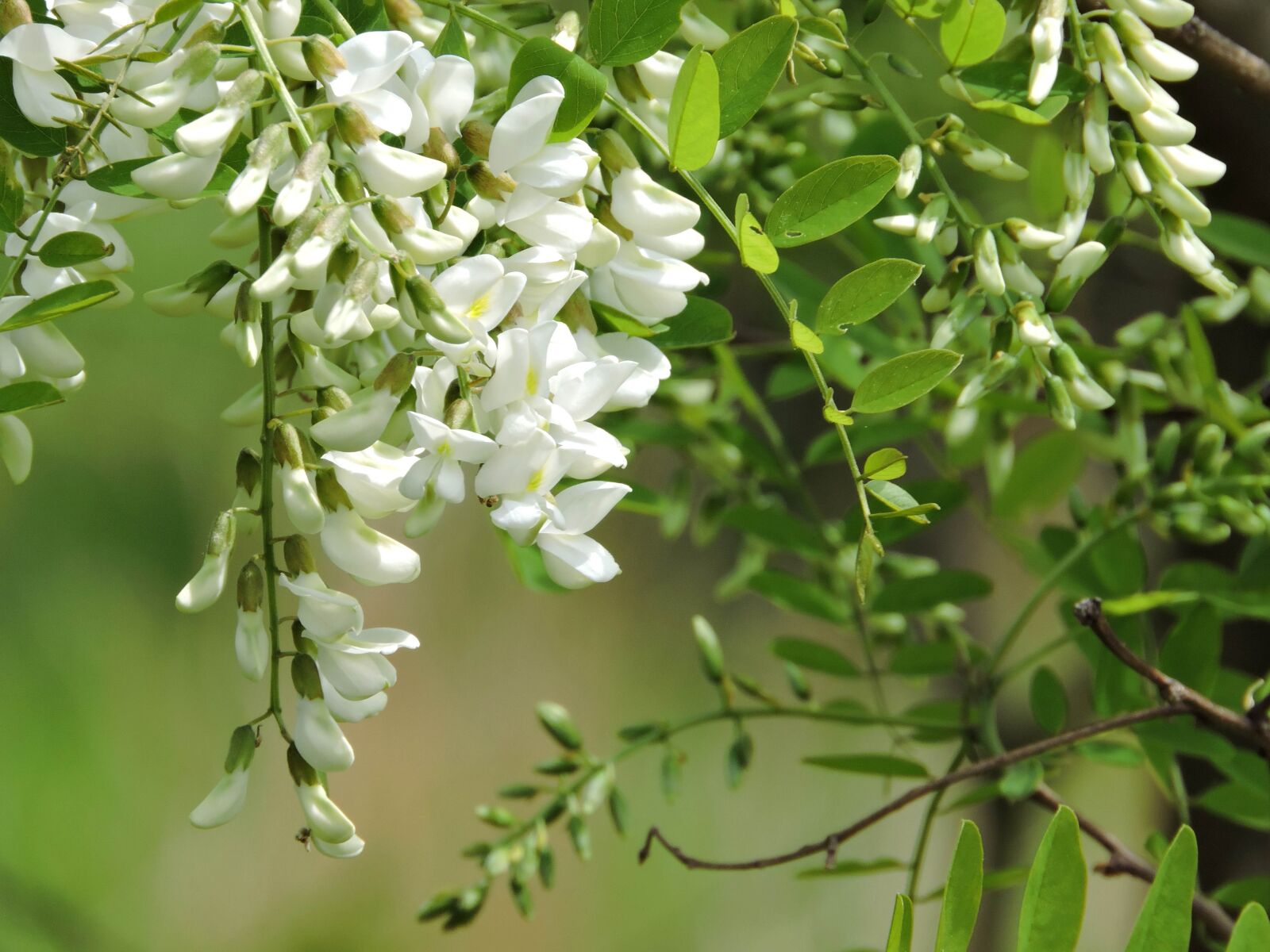 Nikon Coolpix P600 sample photo. Black, locust, flowers, cascading photography