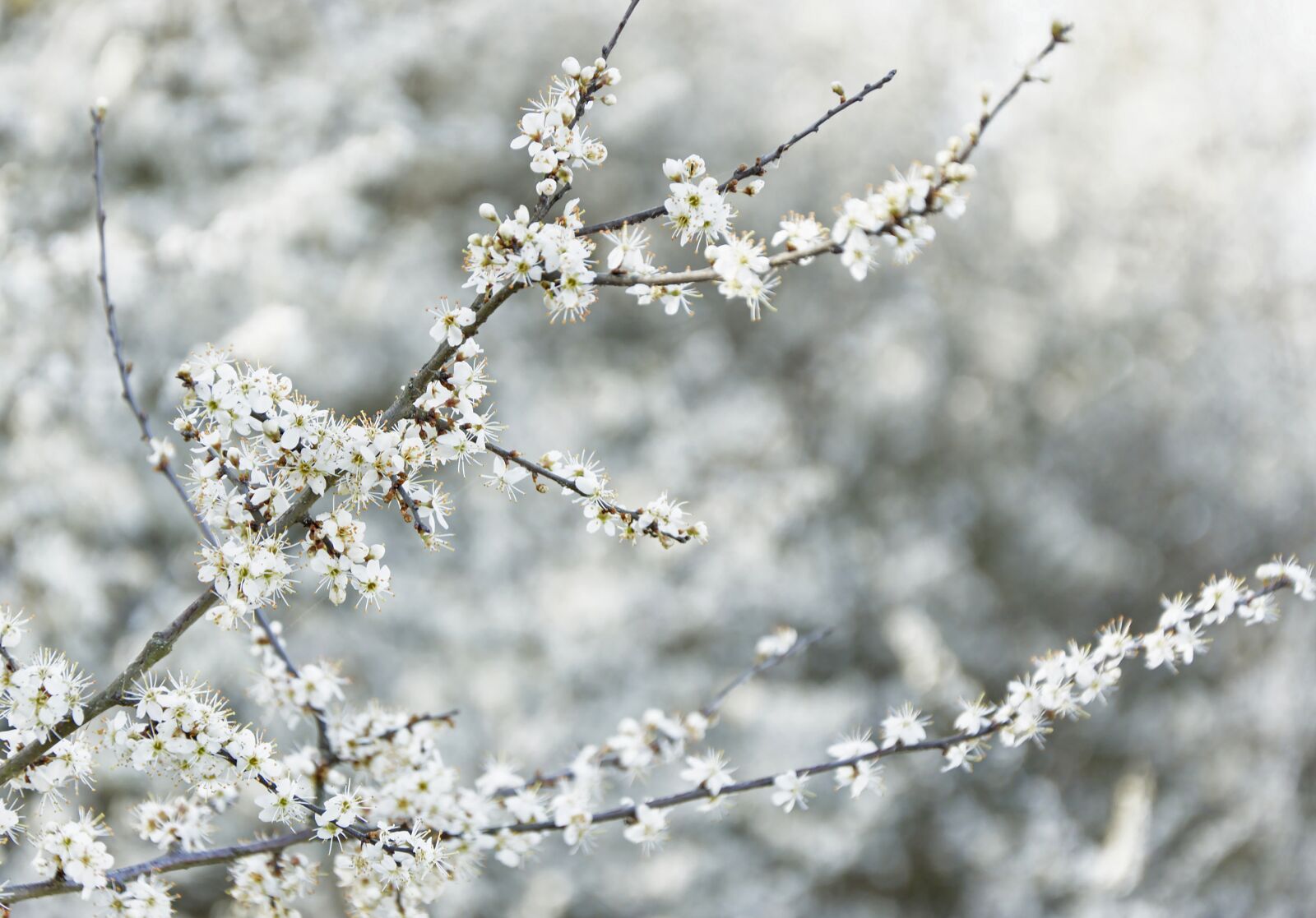 Nikon D5600 sample photo. Blackthorn, schlehe, black thorn photography