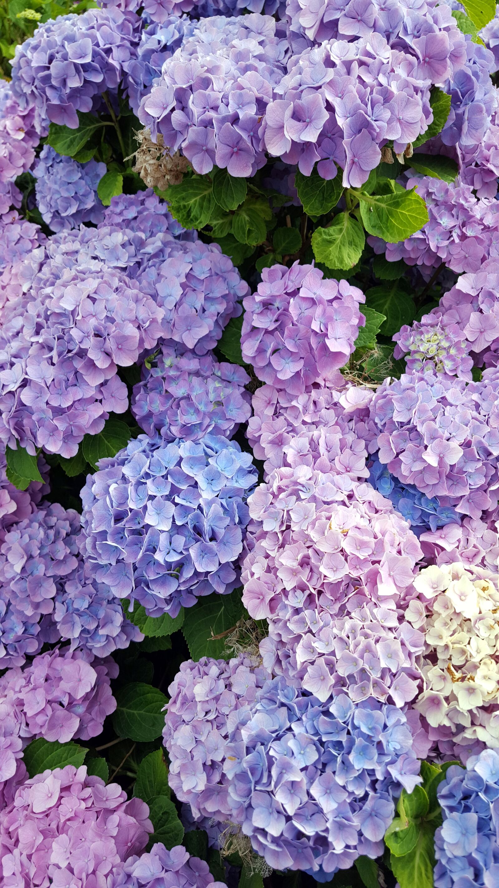 Samsung Galaxy S6 sample photo. Hydrangea, garden, shadow photography