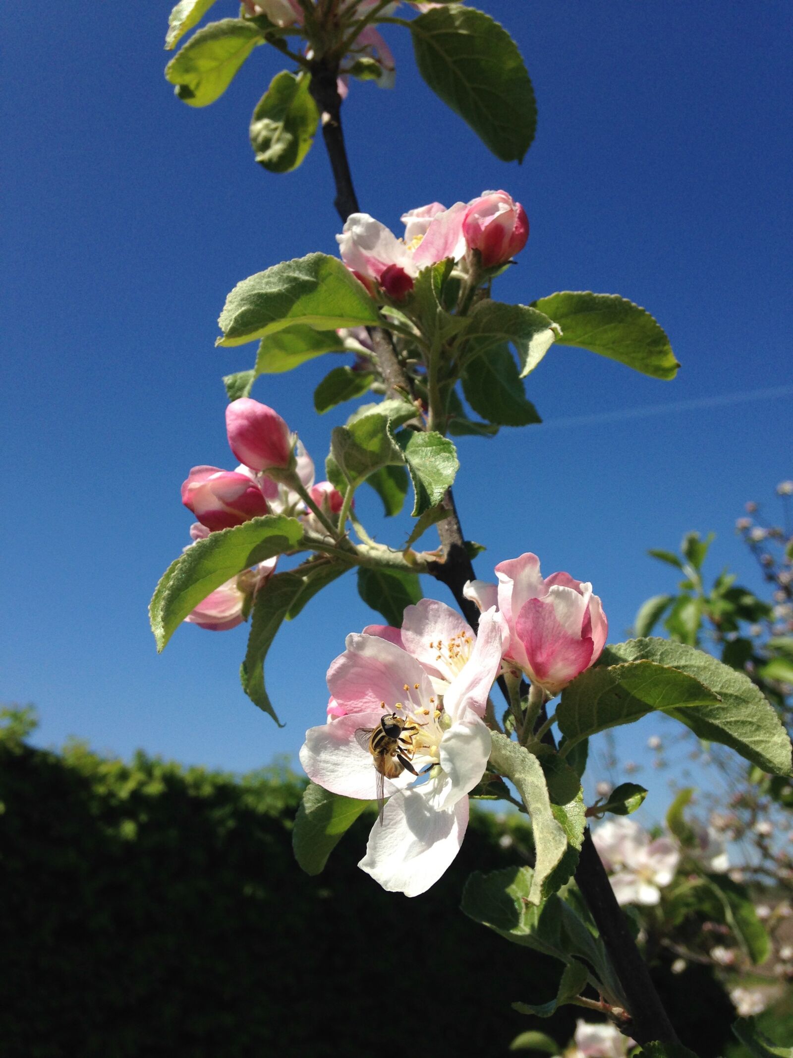 iPhone 5c back camera 4.12mm f/2.4 sample photo. Apple blossom, tree, white photography