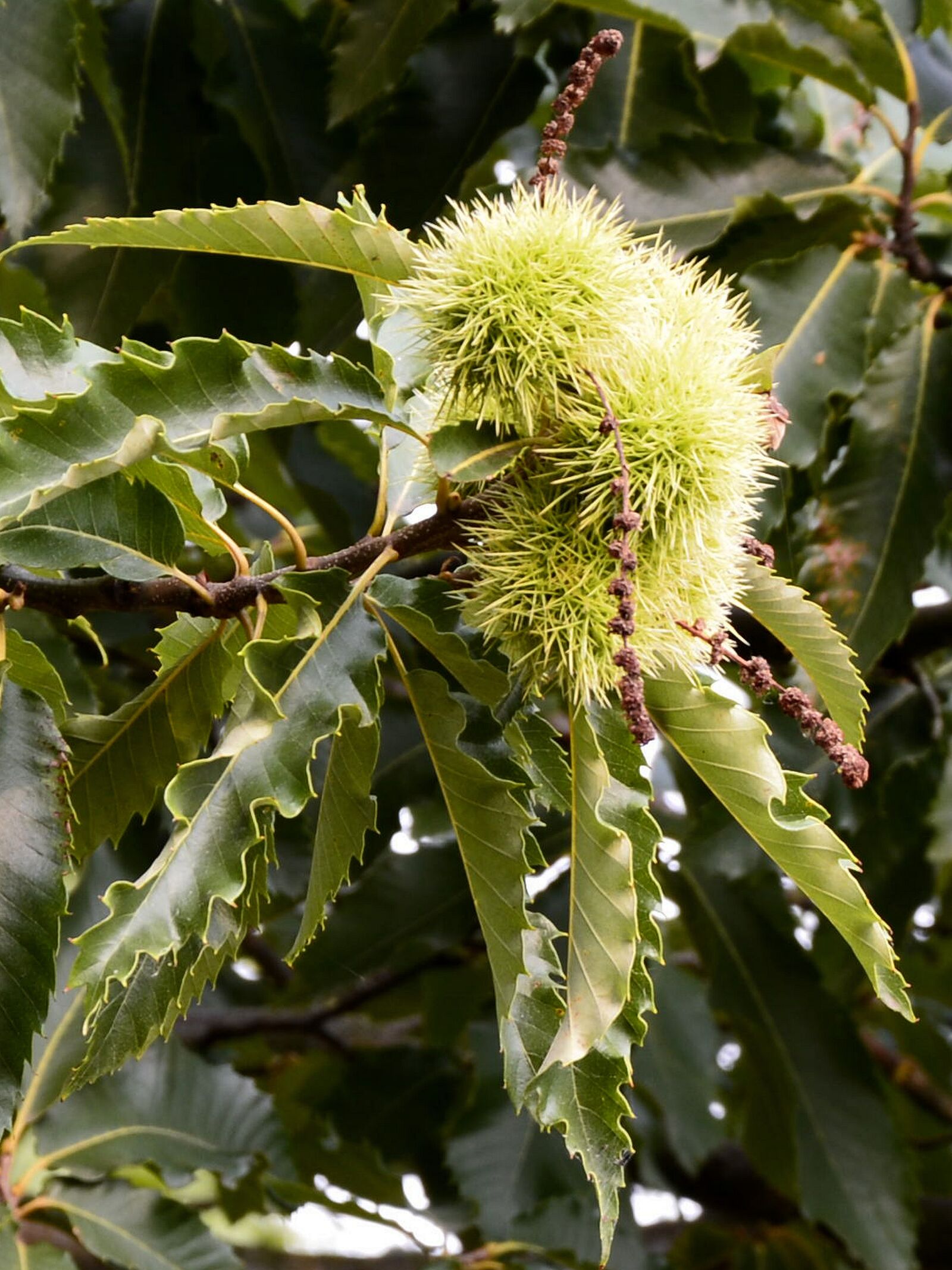 Nikon D7100 sample photo. Chestnut, leaves, tree photography