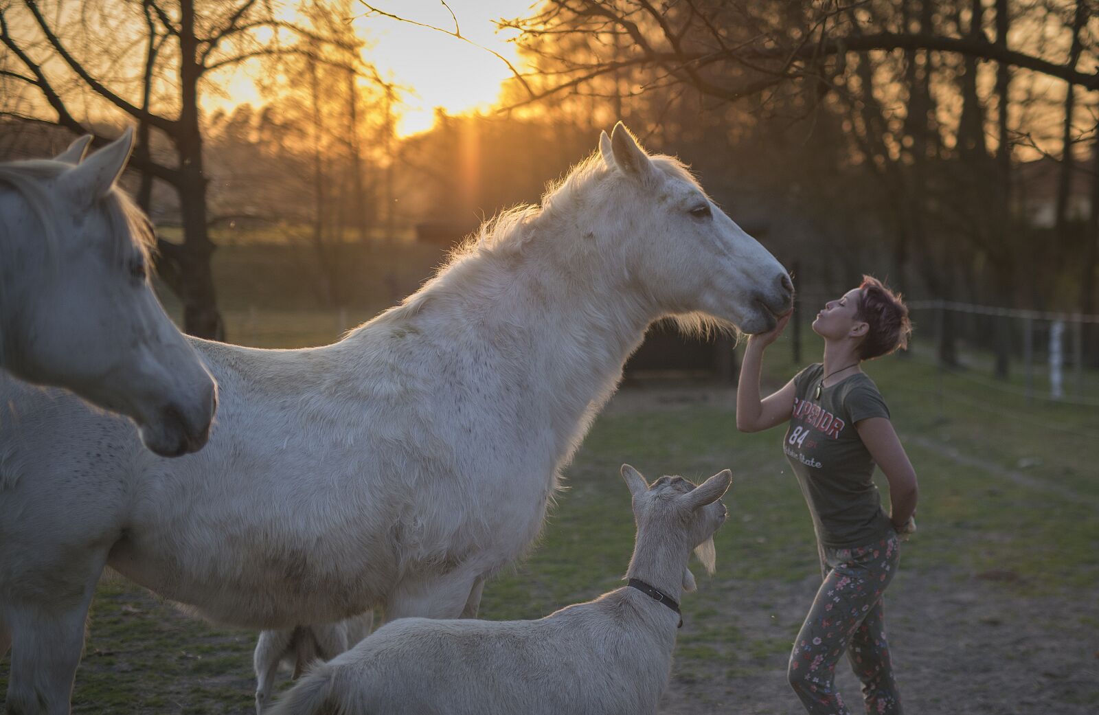 Nikon D800E sample photo. Golden hour, lipick horse photography