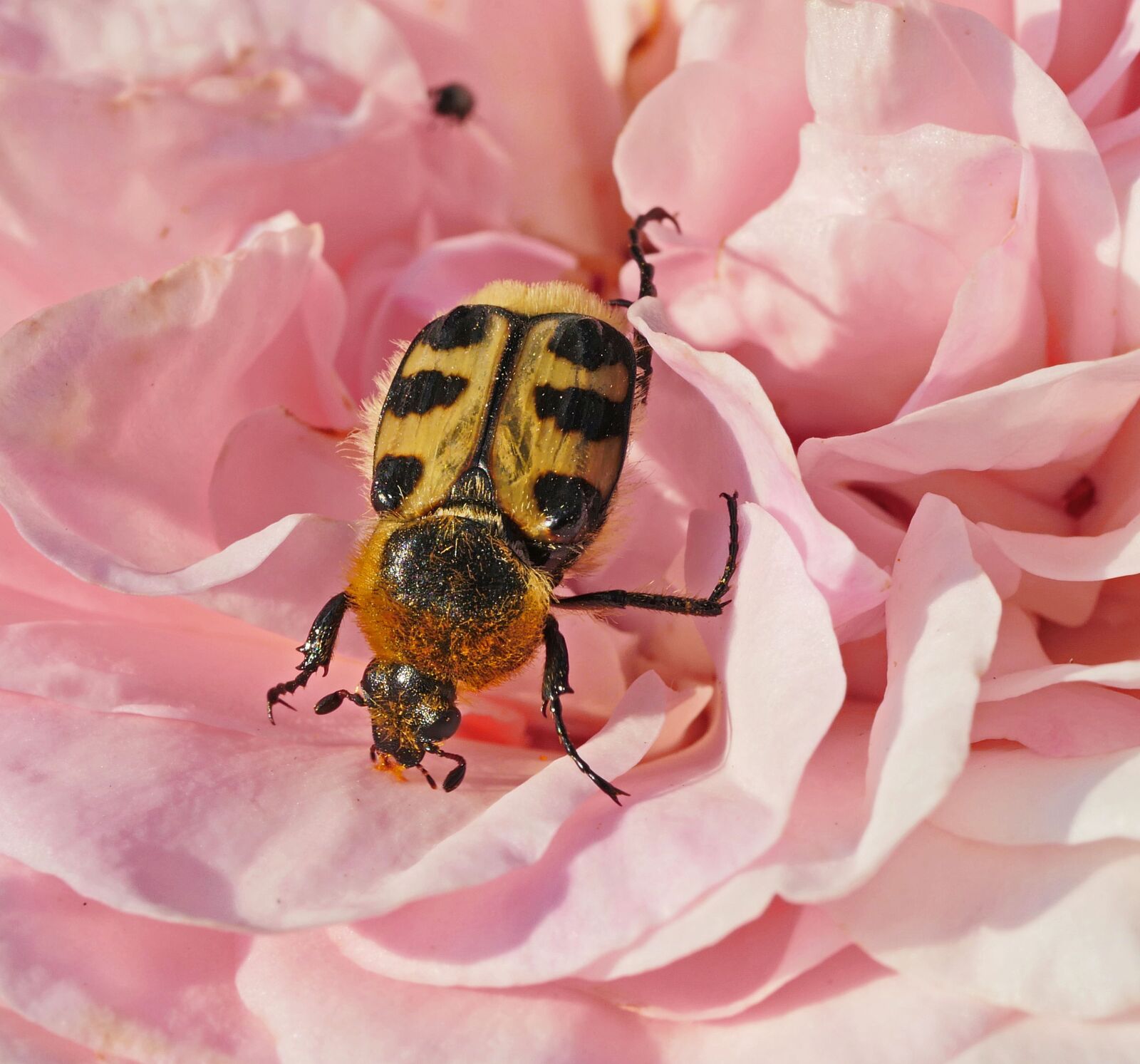 Panasonic Lumix DMC-GX8 sample photo. Rose bloom, beetle, yellow photography