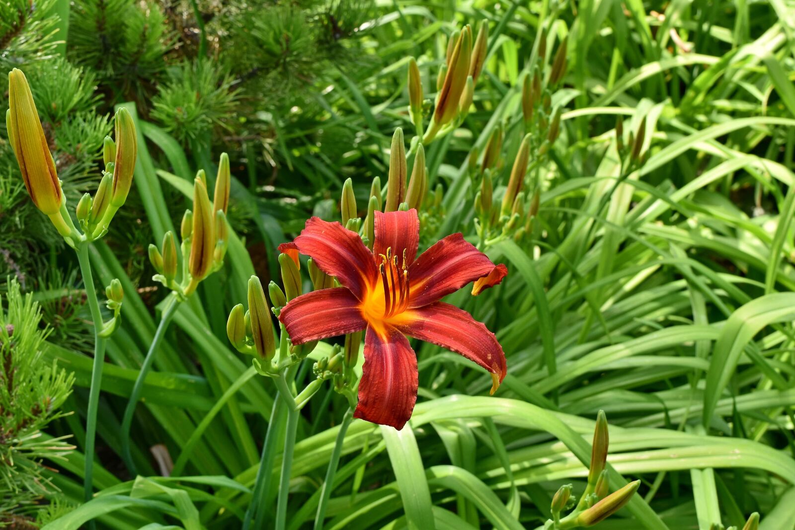Nikon D5500 sample photo. Beautiful flowers, flower garden photography