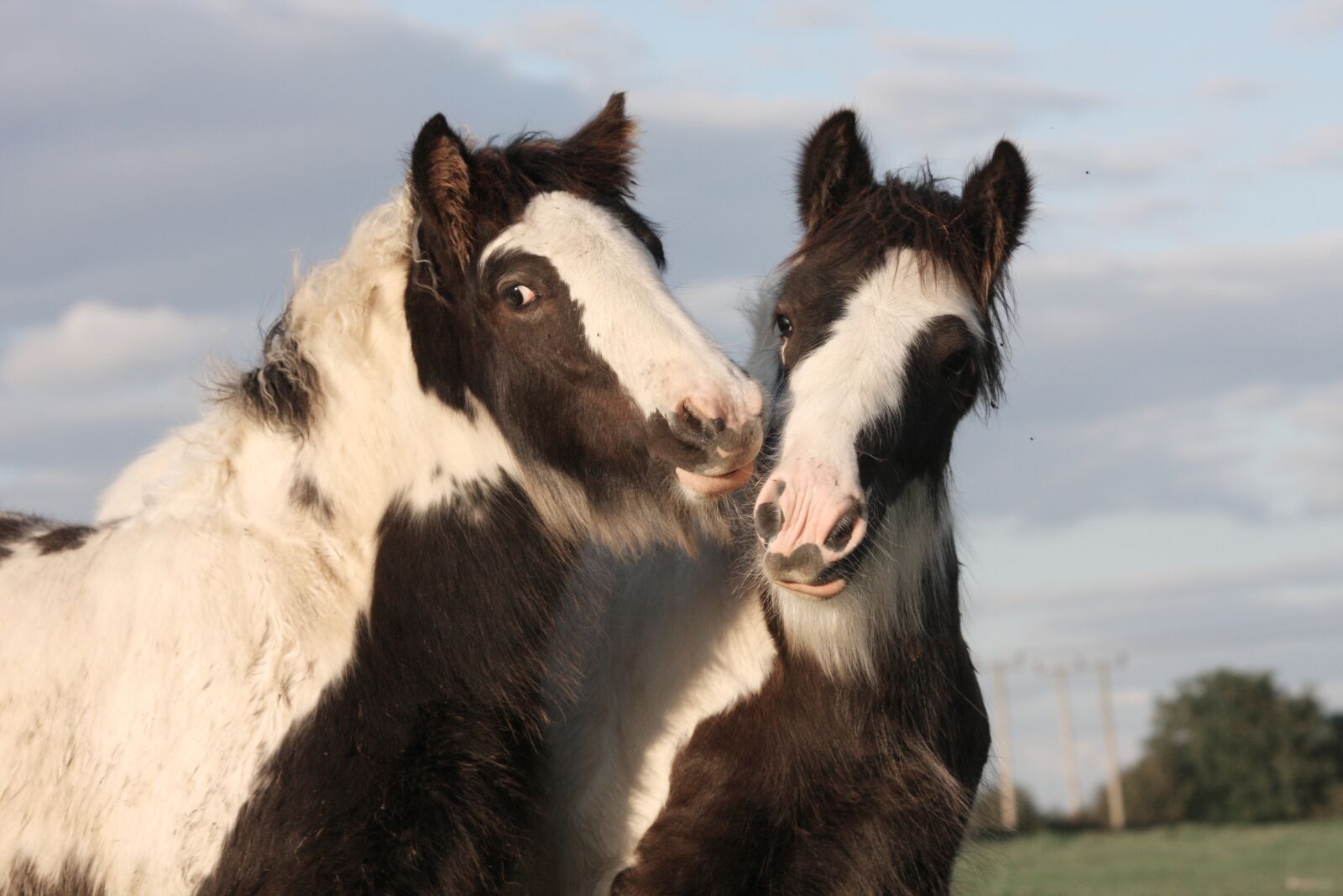 Canon EOS 40D sample photo. Horse, equine, gypsy horse photography