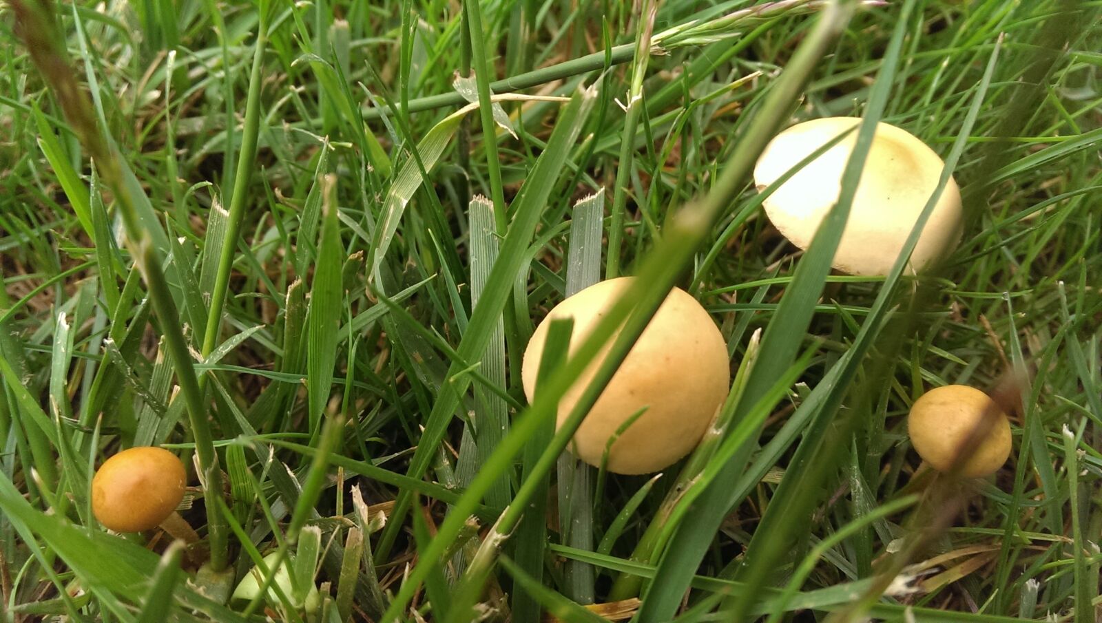 HTC ONE sample photo. Mushrooms photography