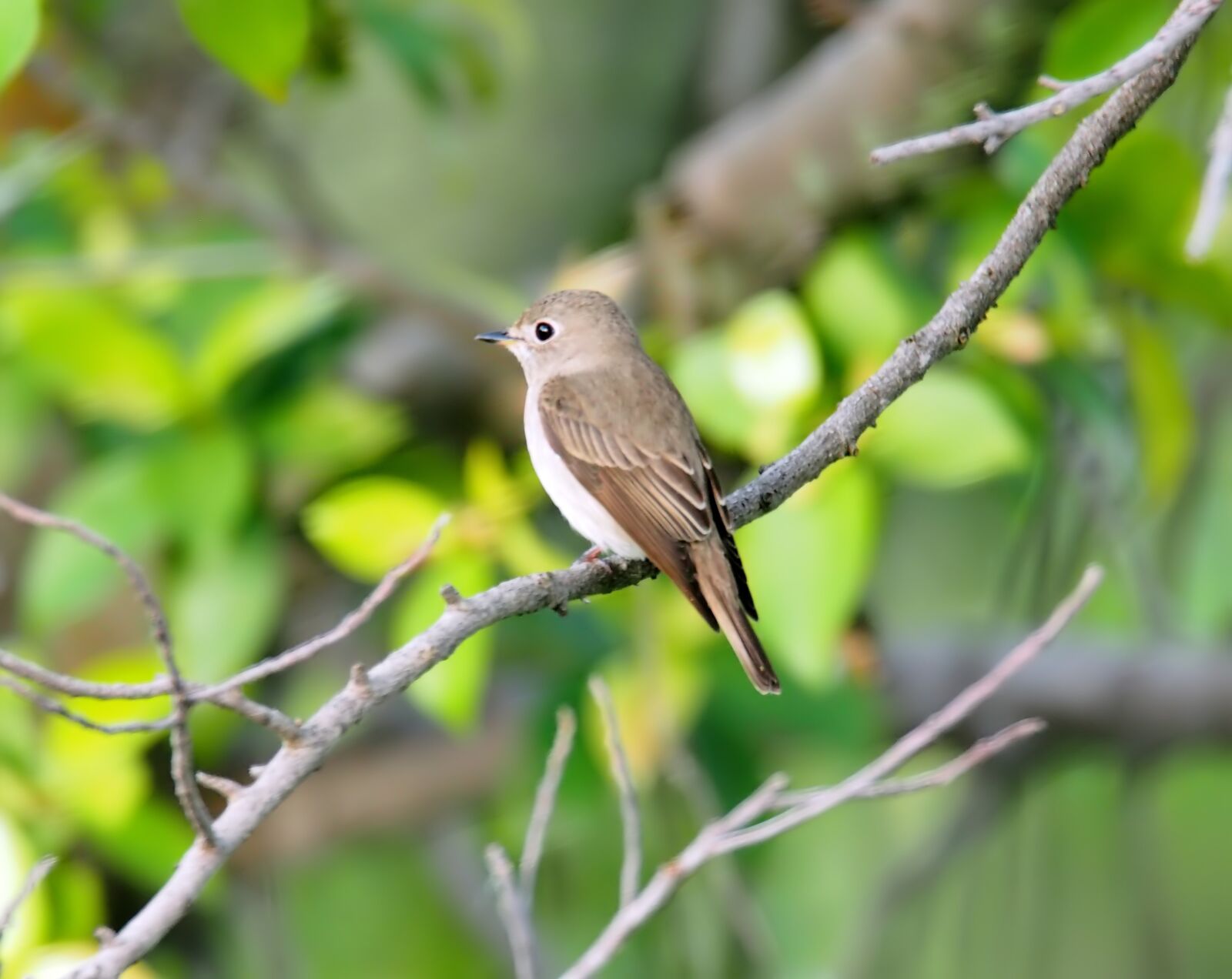 Olympus OM-D E-M1 sample photo. Asian brown flycatcher, wild photography