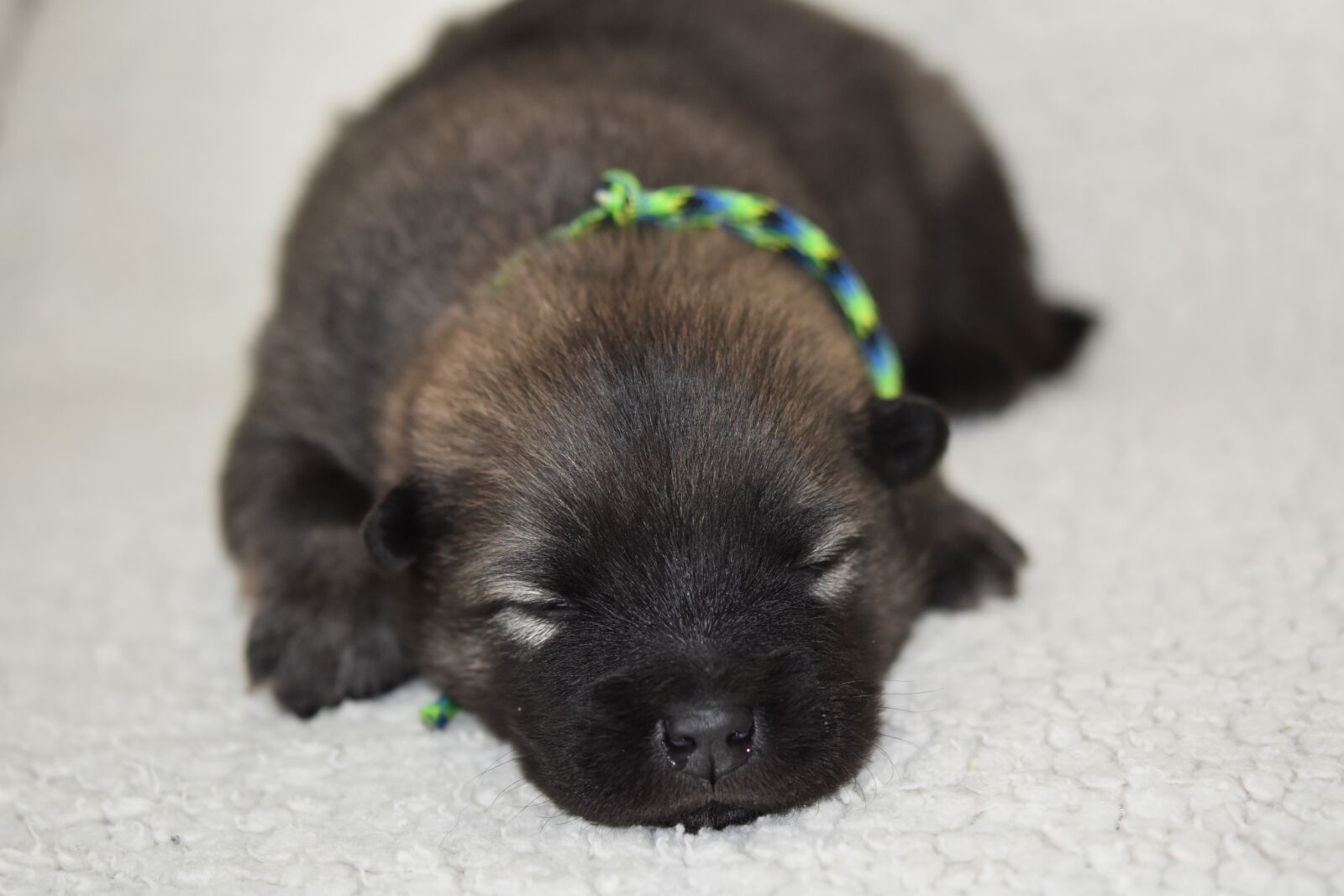 Nikon D5600 sample photo. Dog, puppy, young puppy photography
