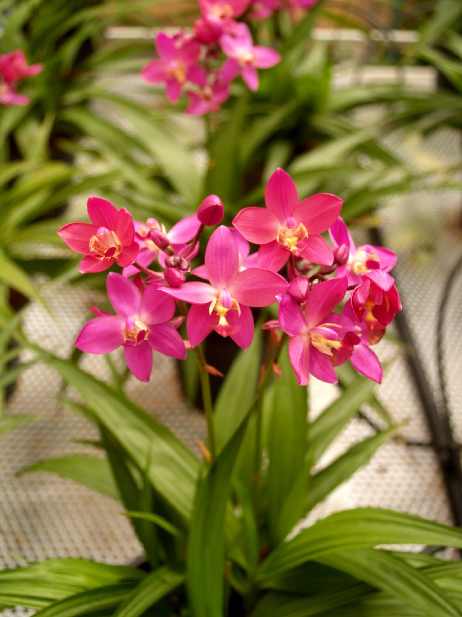 Olympus E-300 (EVOLT E-300) sample photo. Orchid, flower, bright photography