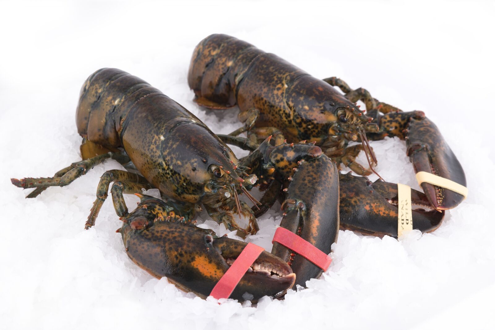 Nikon D7100 sample photo. Lobster, lobsters, marine animal photography