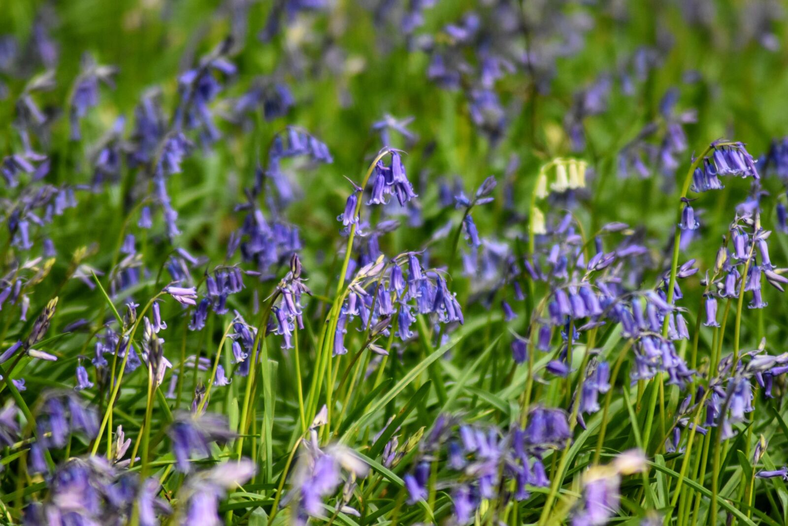 Nikon D3500 sample photo. Bluebells, forest, flowers photography