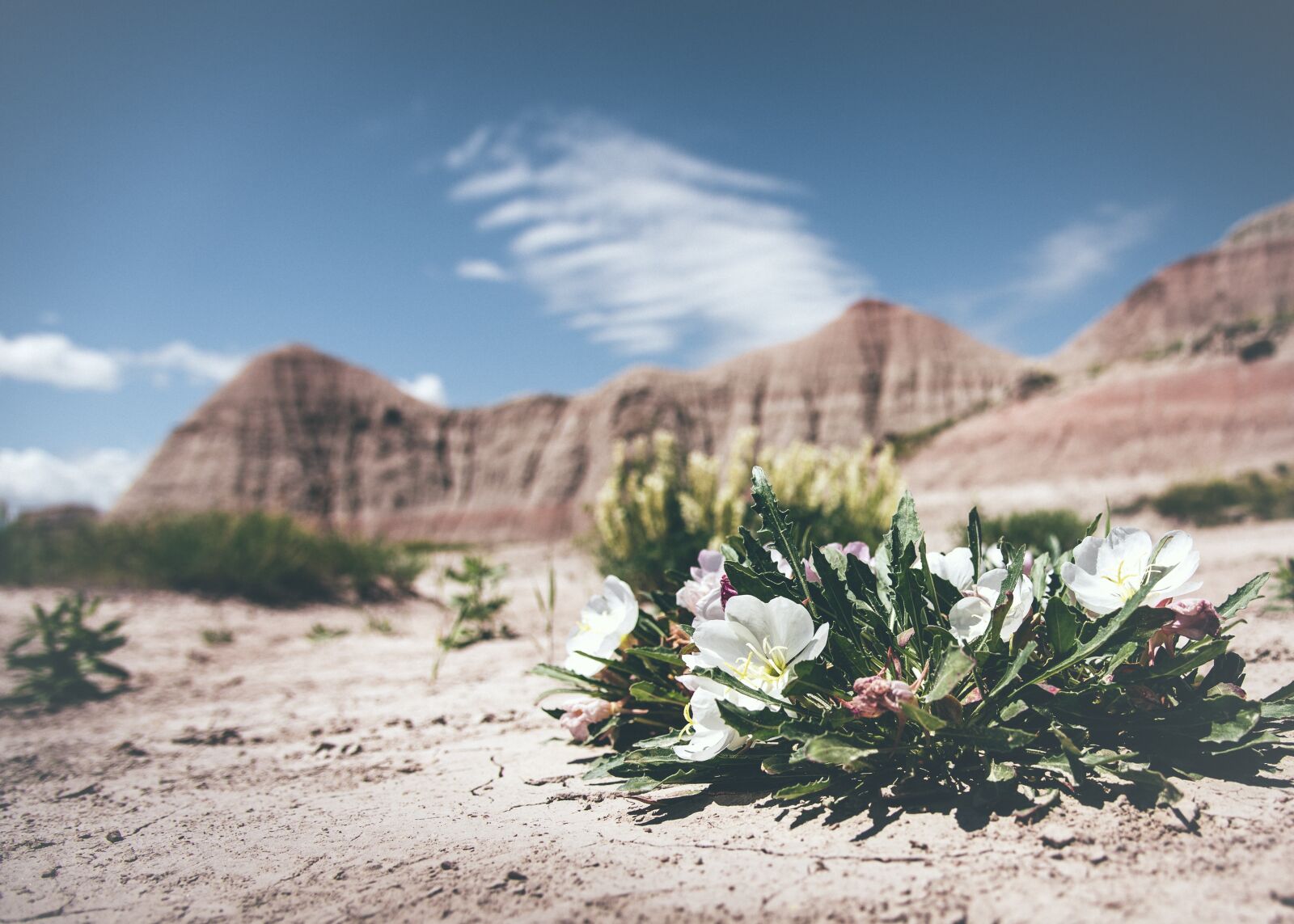 Nikon D750 sample photo. Bloom, blossom, desert photography
