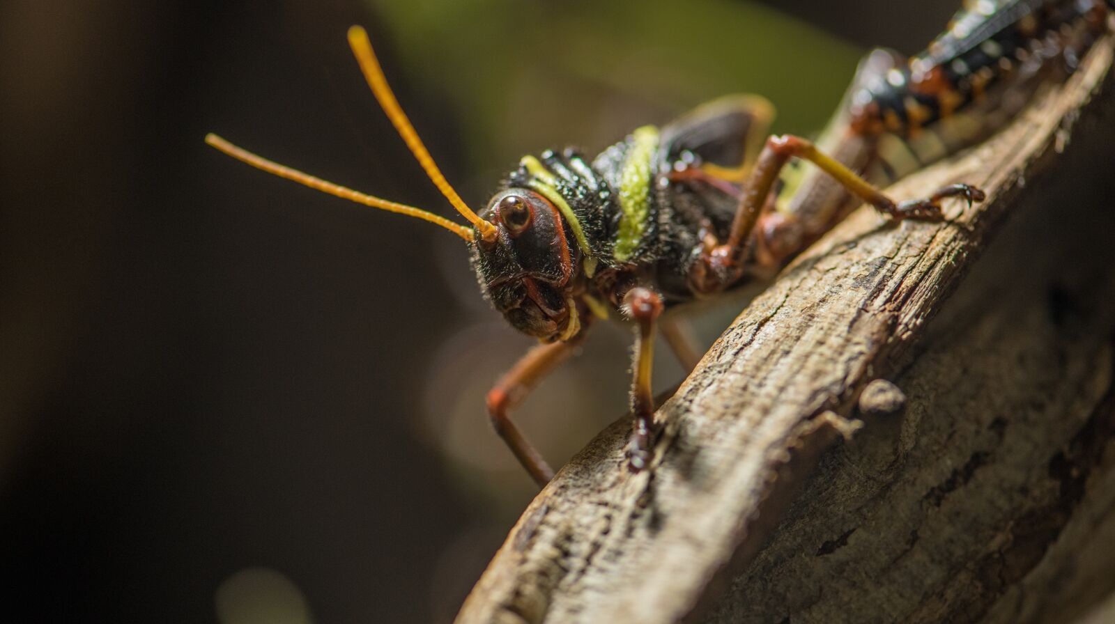Nikon D850 sample photo. Grasshopper, macro, bug photography