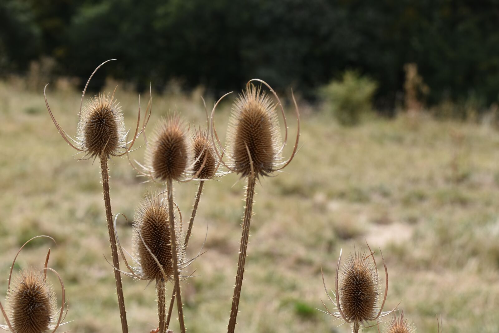 Nikon D5600 sample photo. Thistle, thistles faded, plants photography
