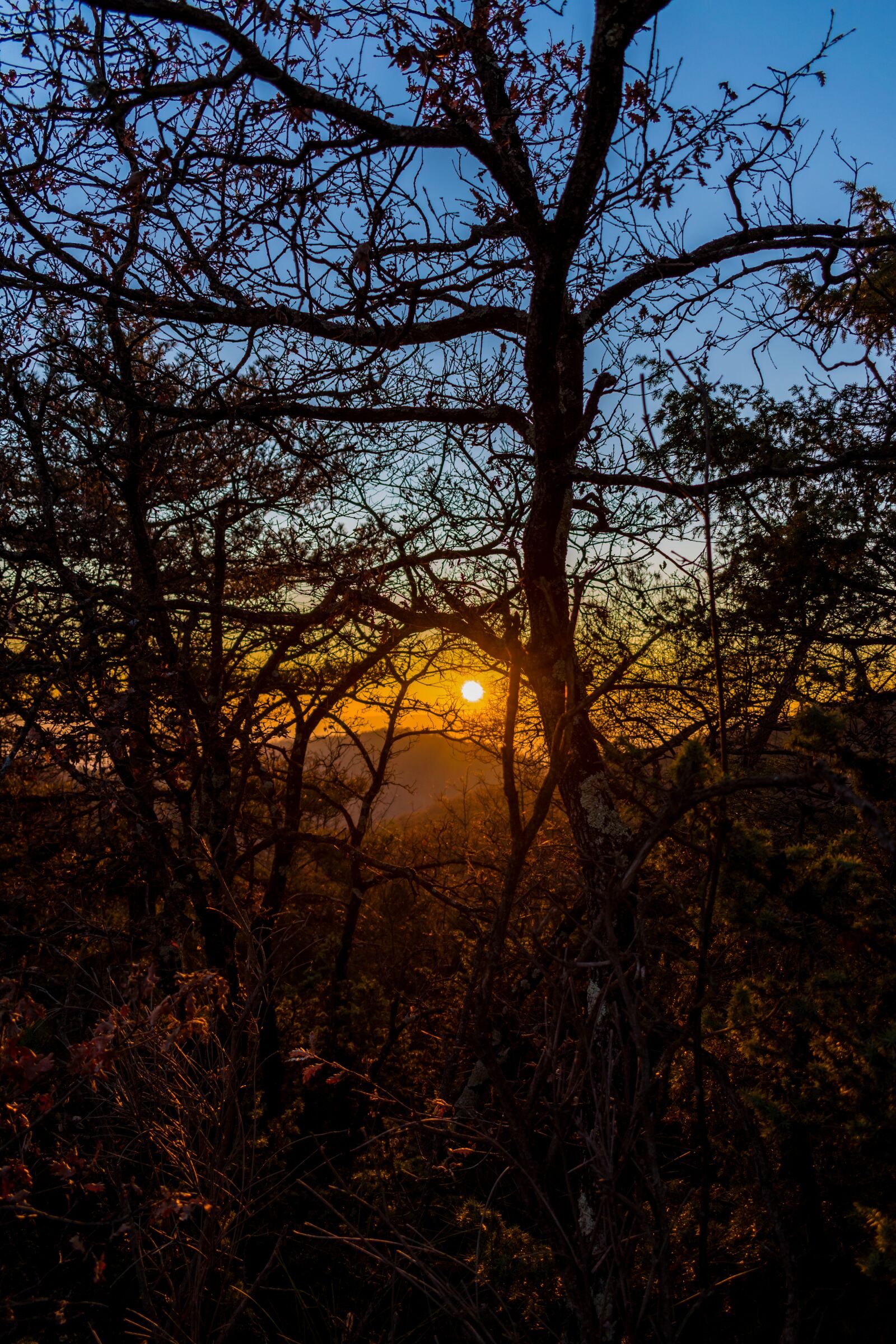 Nikon D5600 sample photo. Sunset, forest, wood photography