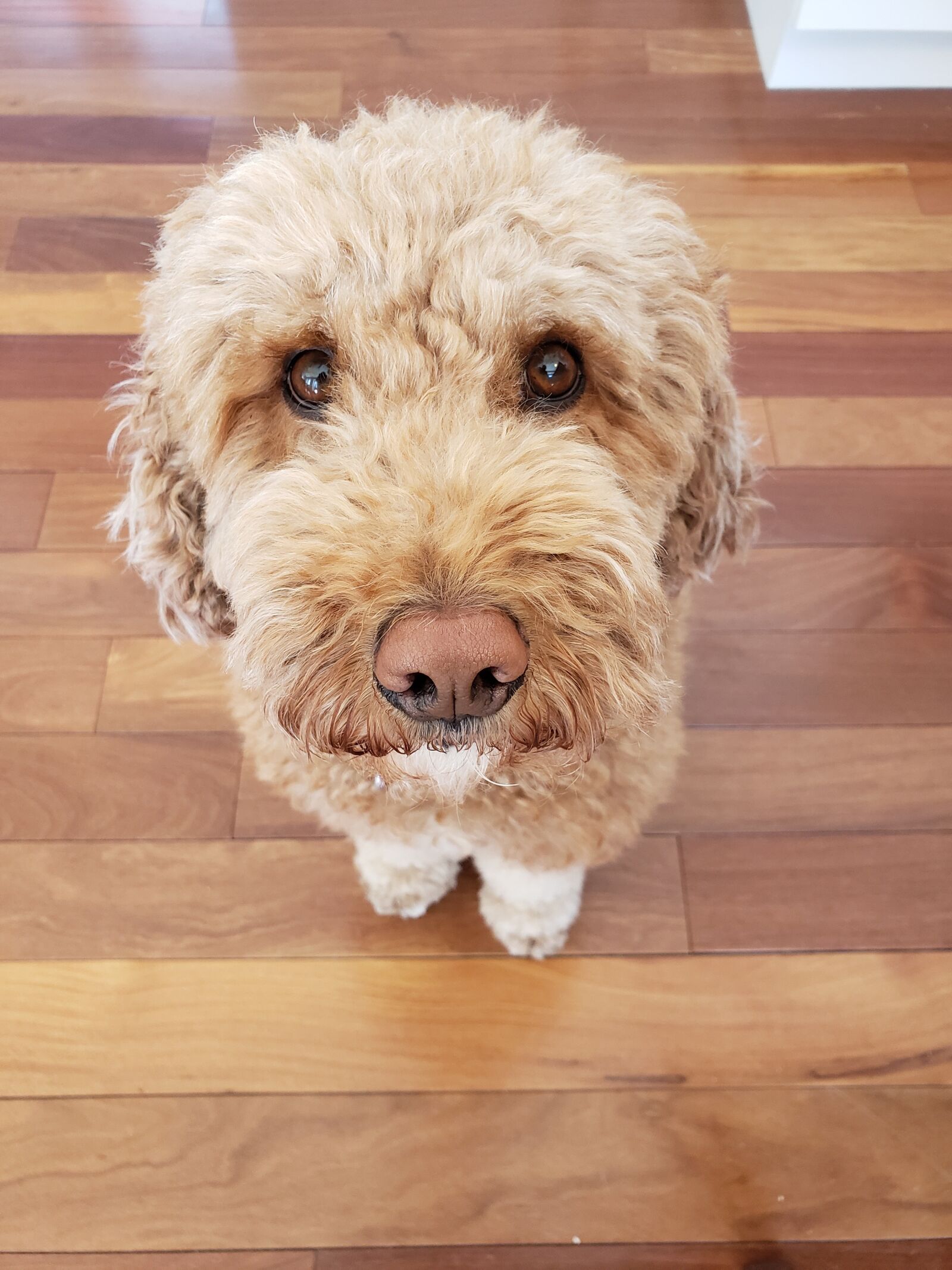 Samsung Galaxy S9 sample photo. Brown, adorable, animals photography