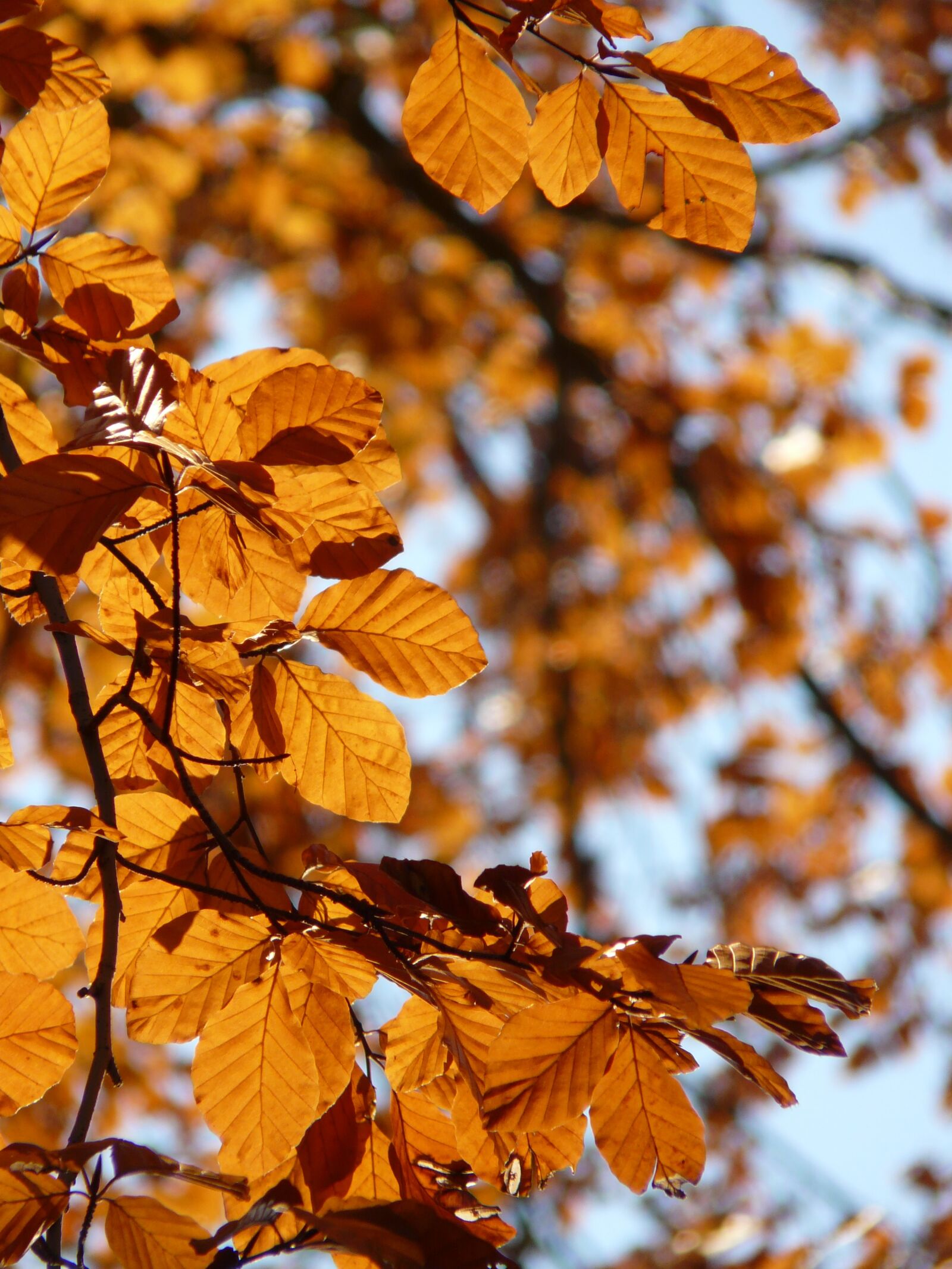 Panasonic DMC-FZ18 sample photo. Beech, fagus sylvatica, fagus photography