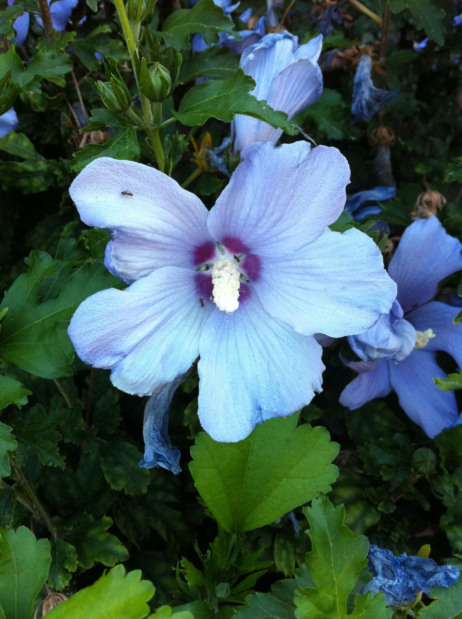 Apple iPhone 4 sample photo