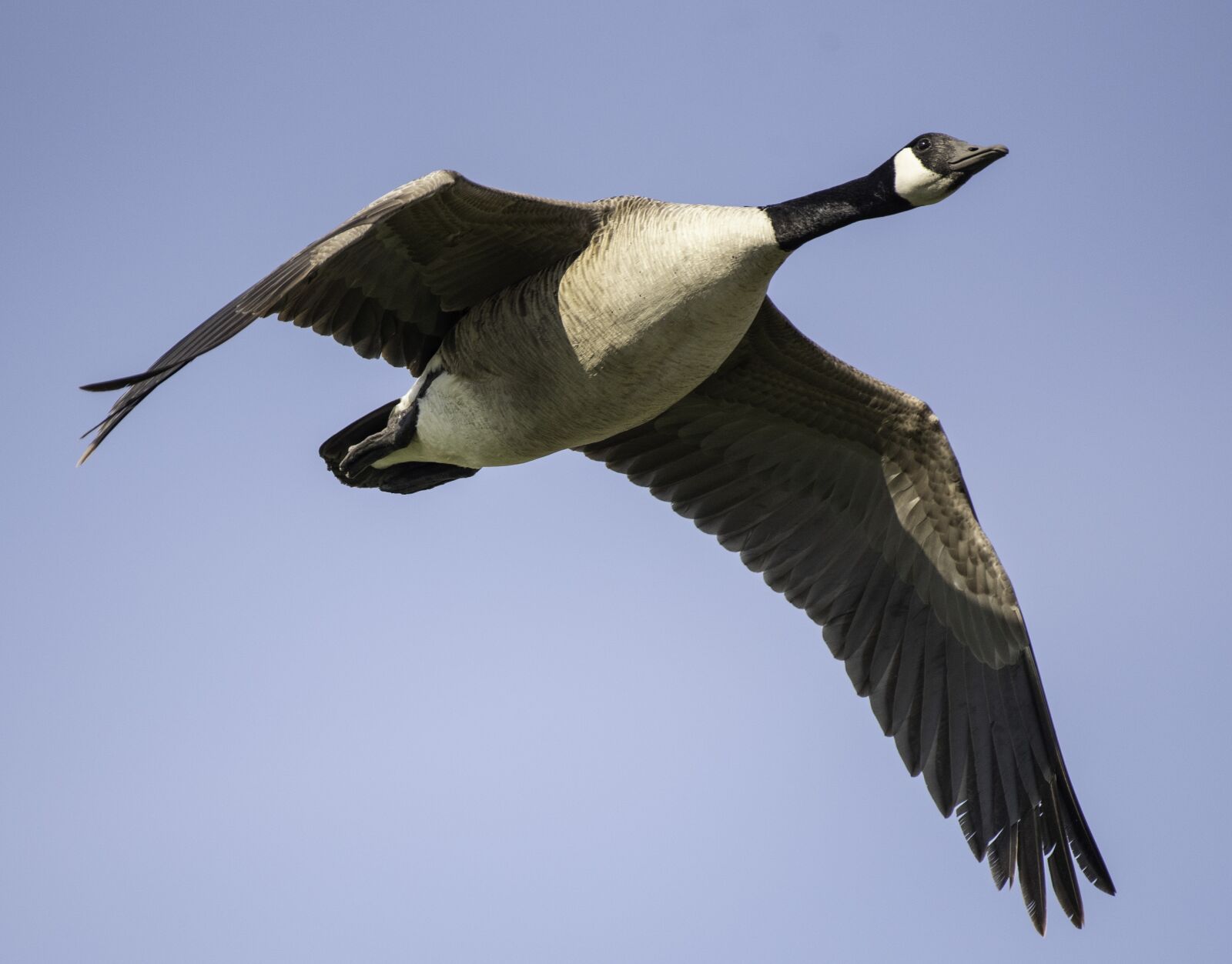 Nikon D750 sample photo. Canadian goose, canadian geese photography